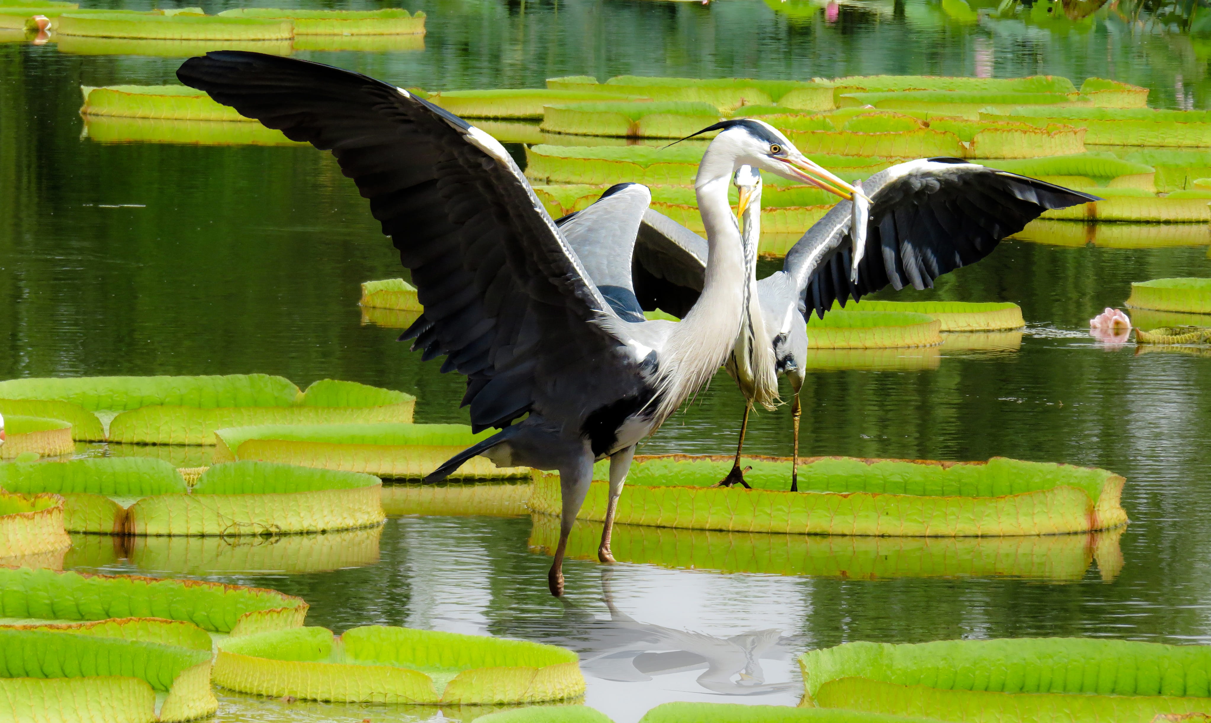day, hunt, flying, birds, black, nature, animal wildlife, daytime, no people, long neck, 4K, water, waterfront, heron, aquatic plant, leg, long, animals in the wild, HD Wallpaper