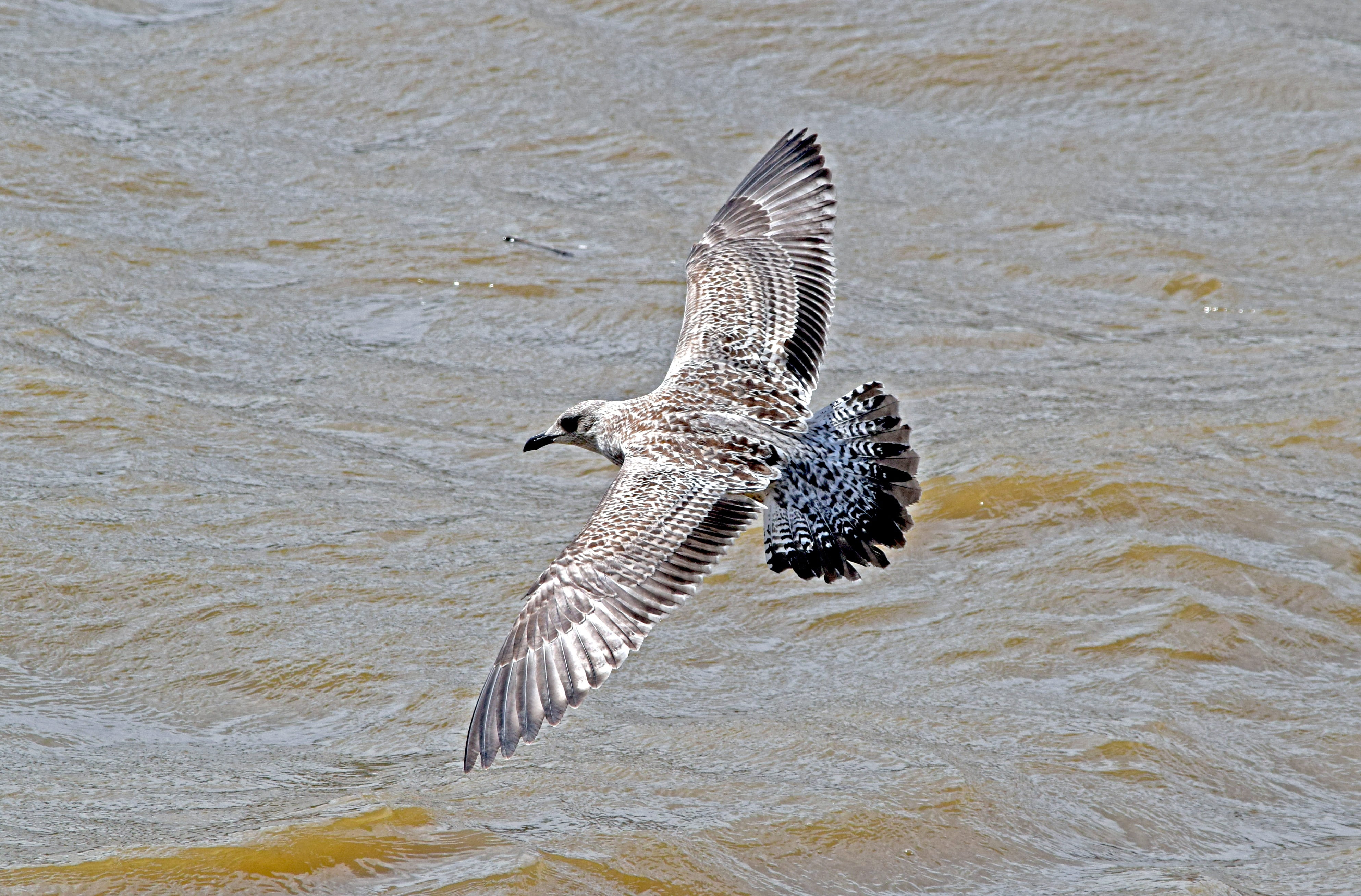 vertebrate, animal, mid-air, legged, juvenile yellow-legged gull, day, animals in the wild, bird, Yellow-Legged Gull, motion, one animal, gull, water, seagull, HD Wallpaper