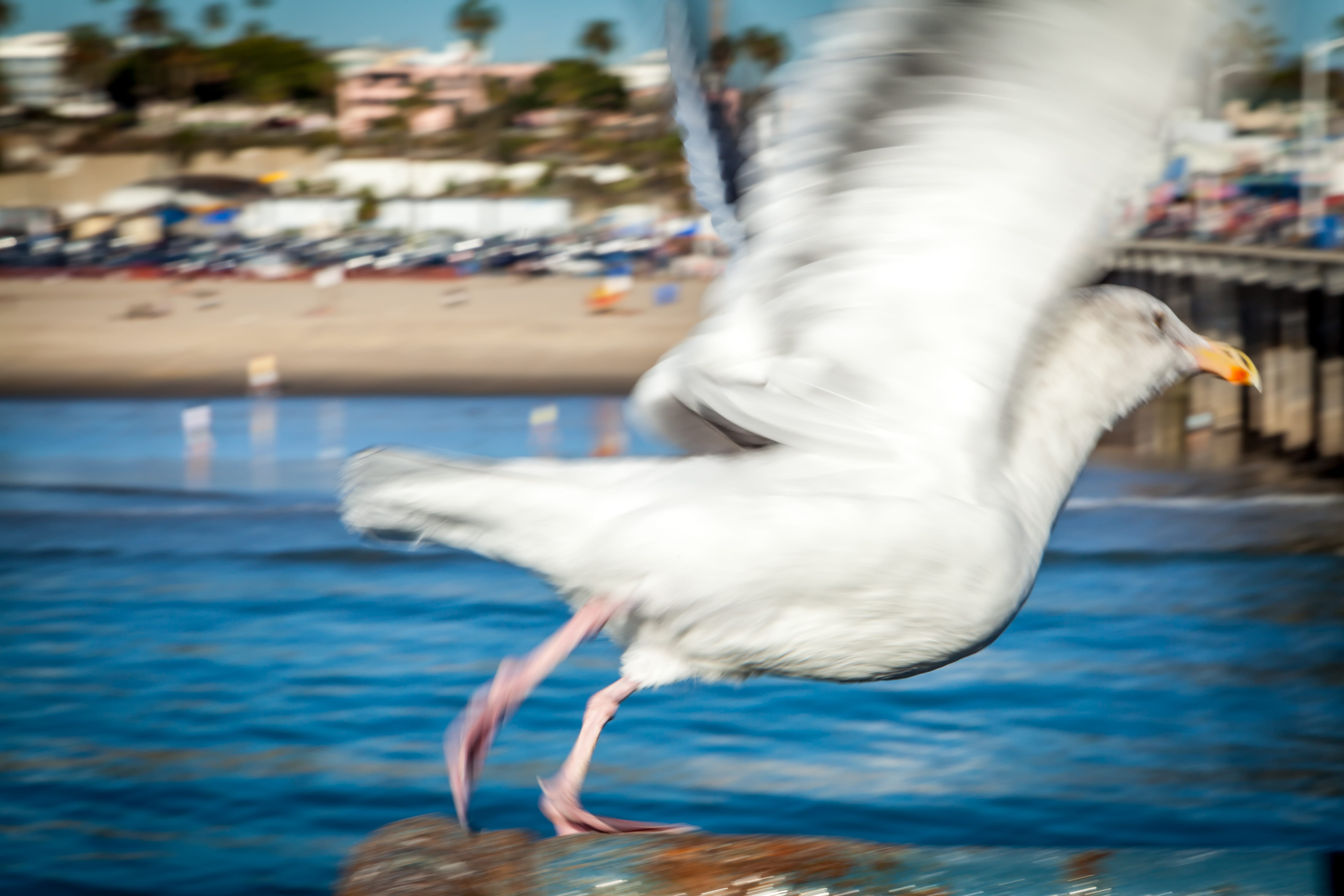 bird, united states, animal wildlife, spread wings, one animal, white color, motion, focus on foreground, no people, water, 5K, leg, pier, flying, santa monica, HD Wallpaper
