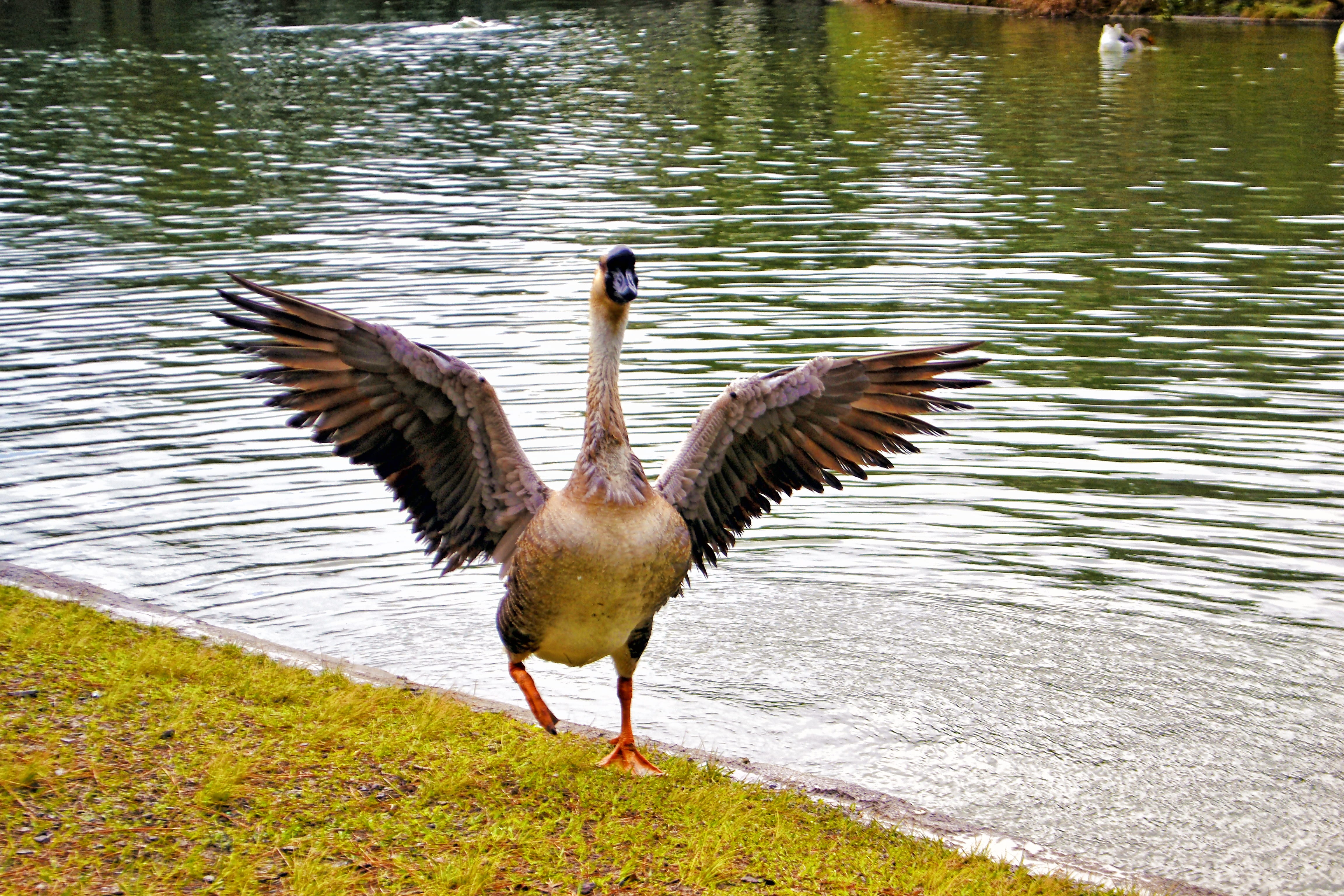 natural park, natural, scene, peaceful, bright, no people, camping, plant, lake, day, brown, clean, goose, flapping, pond, shore, water, animal themes, HD Wallpaper