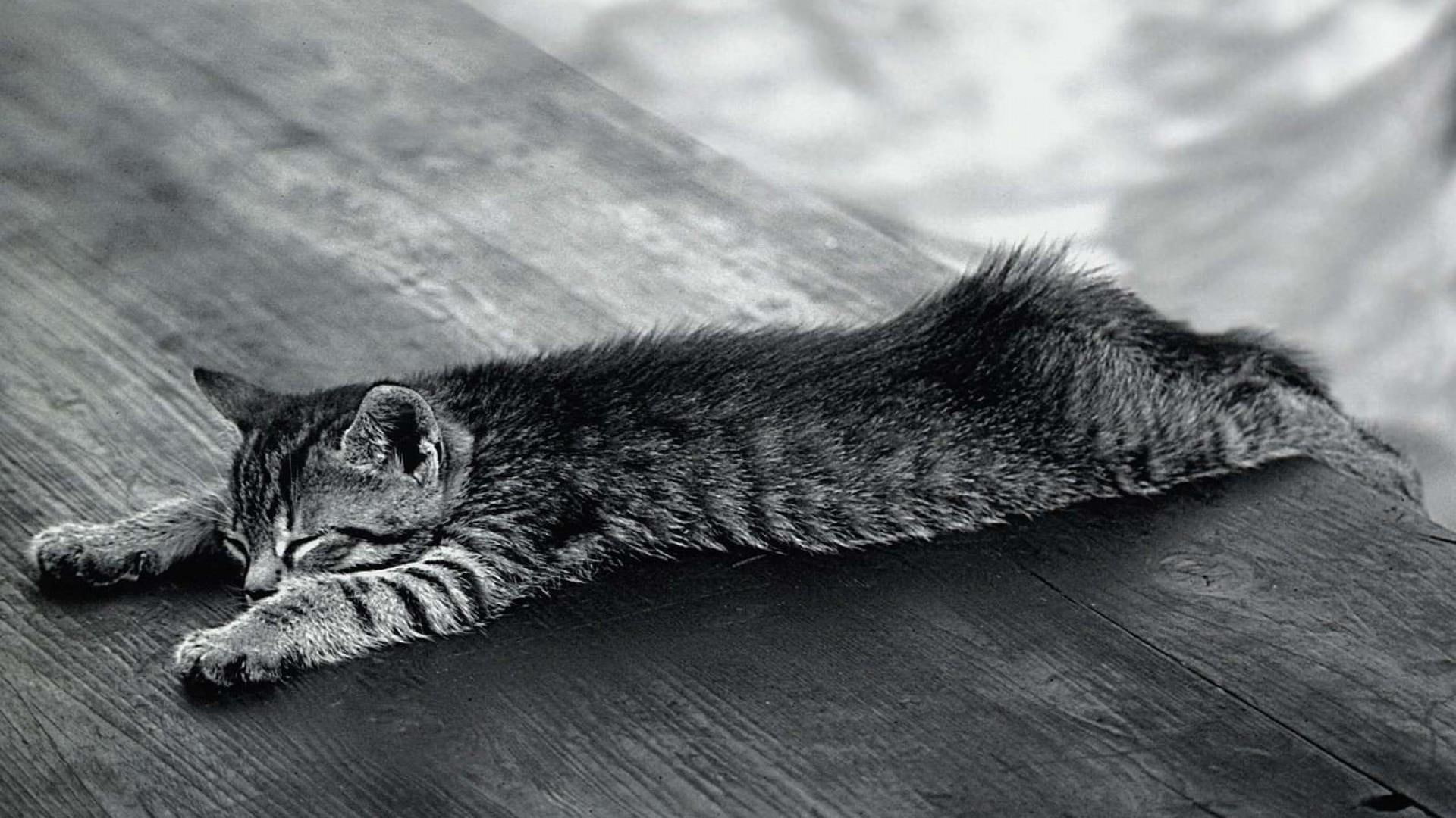 laying, black and white, cute, 1080P, animals, stretched, HD Wallpaper