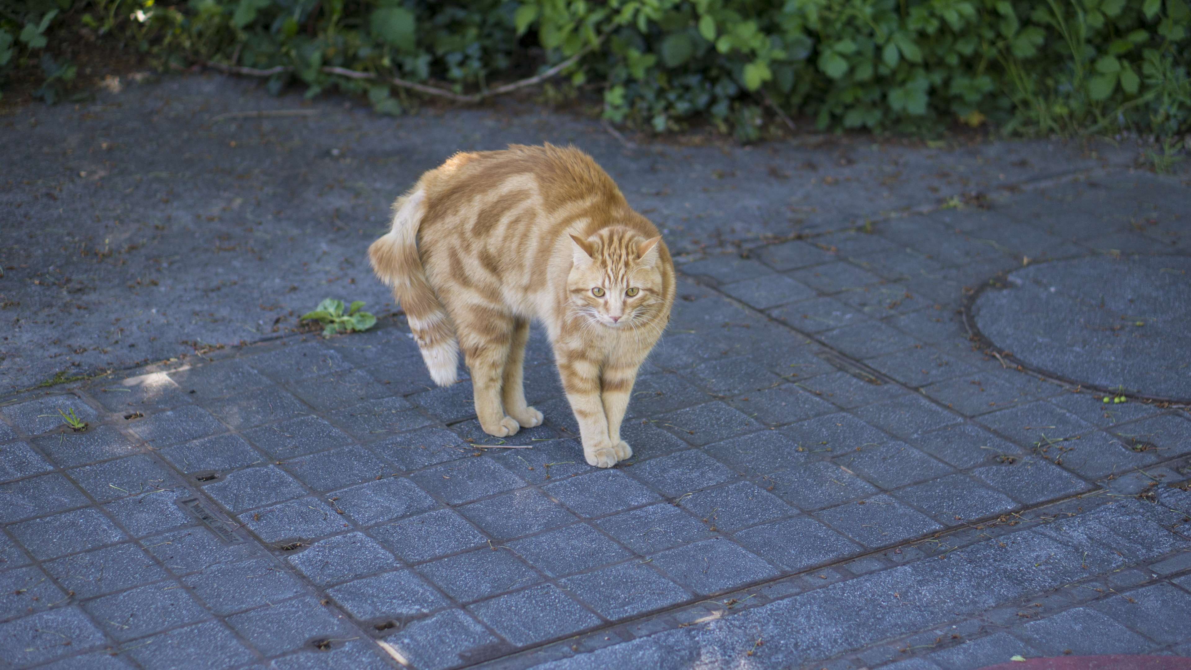 arched back, 4K, mammal, pets, walking, animal themes, outdoors, day, domestic, feline, nature, full length, animal, footpath, one animal, alert, high angle view, HD Wallpaper