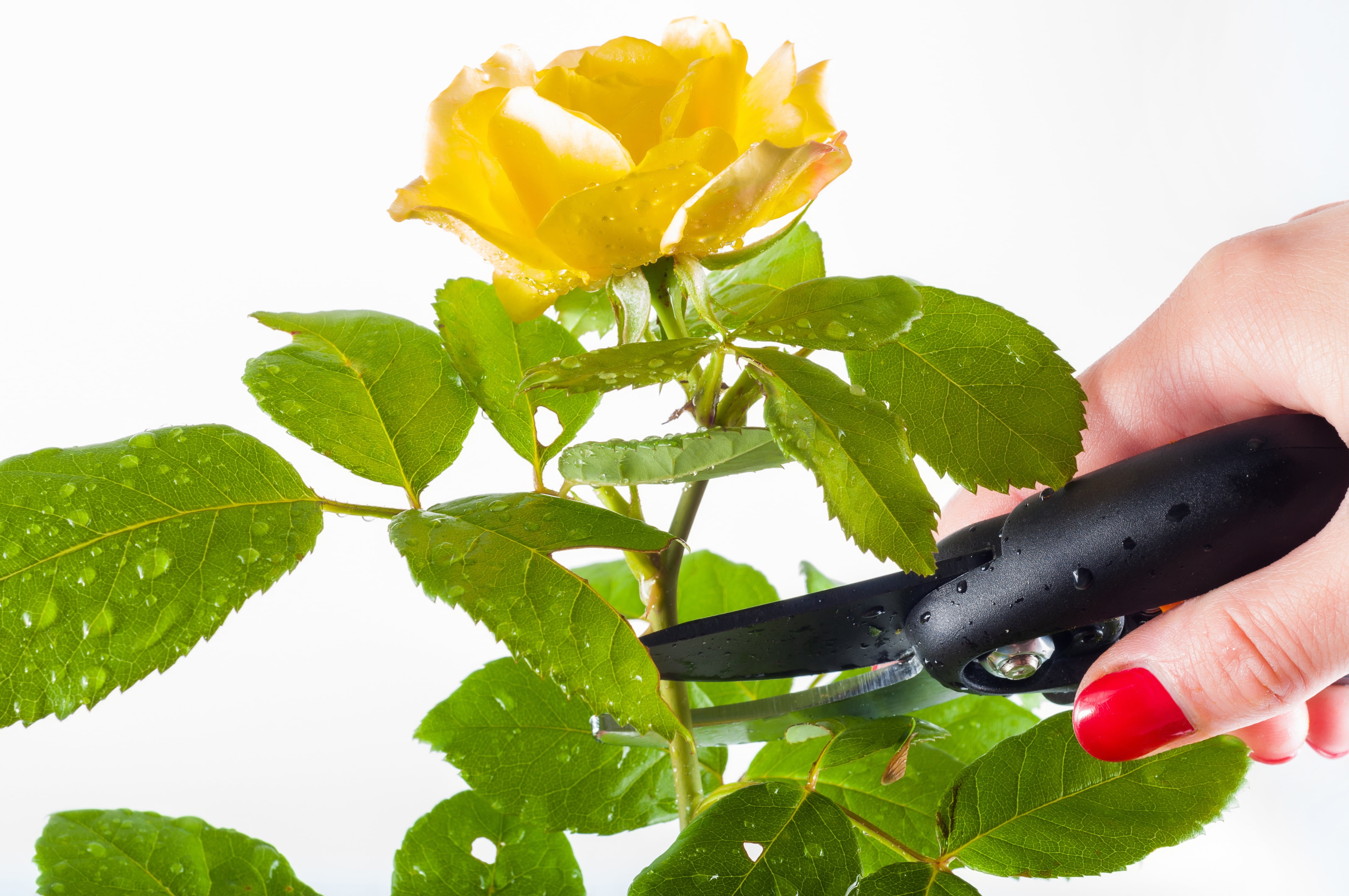 cut, stem, gardening, body part, holding, shrub, close-up, white, person, growth, human body part, tool, herb, green, prune, care, 4K, work, human finger, HD Wallpaper