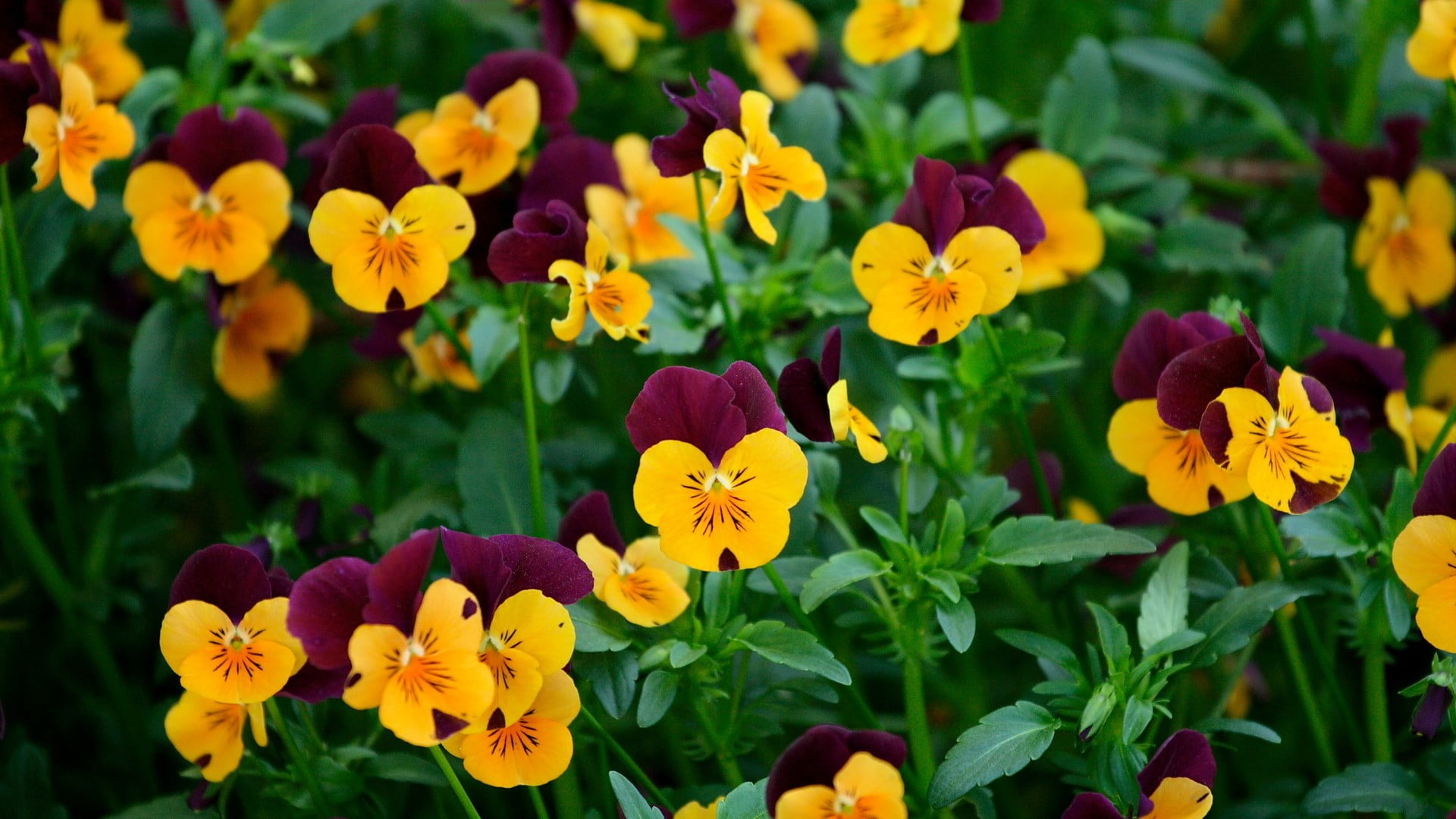 1080P, nature, beauty in nature, focus on foreground, leaf, vulnerability, fragility, flowers, flower head, plant, day, pansy, freshness, flower, inflorescence, HD Wallpaper