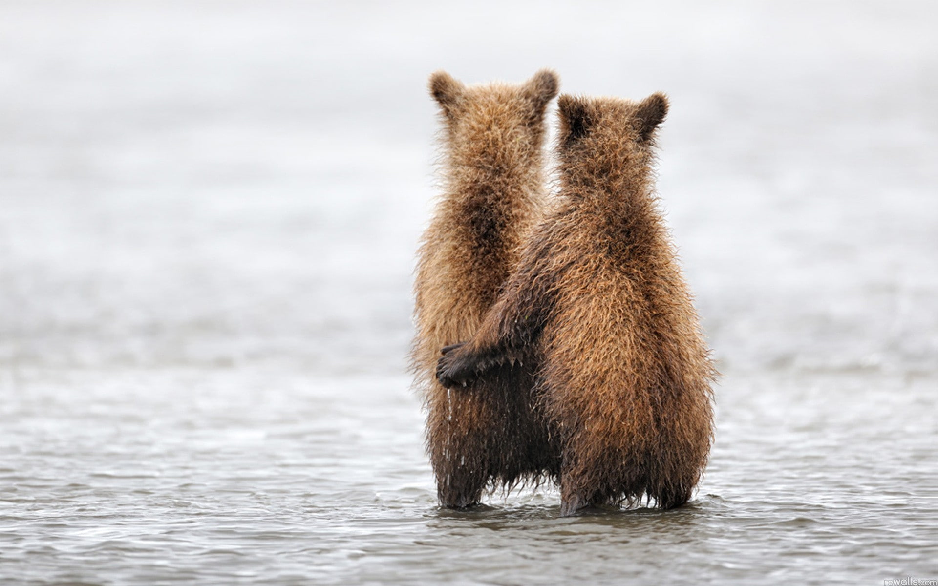1080P, hd, embrace, hug, cub, bear, animals, HD Wallpaper