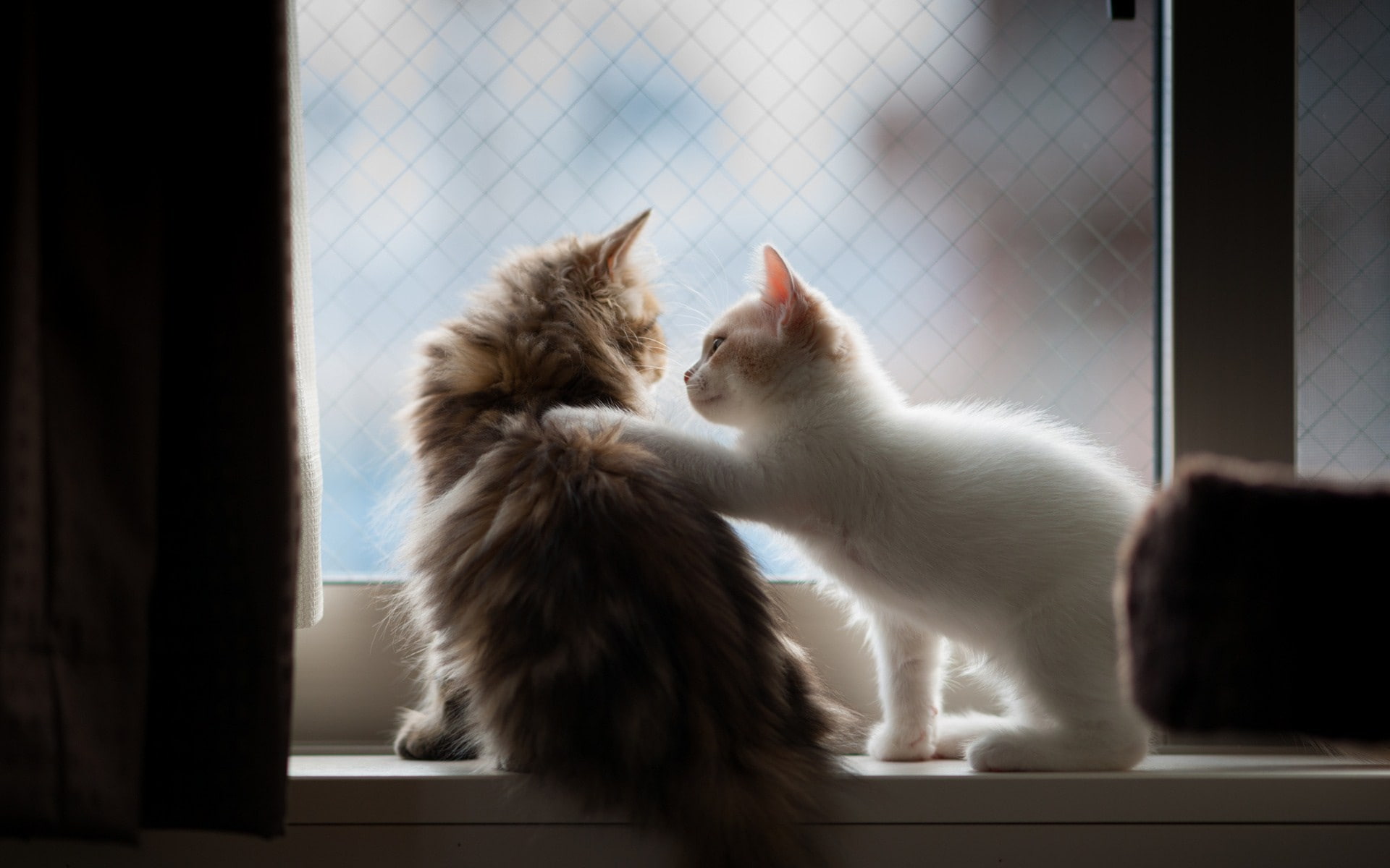 cat, animals, hd, 1080P, embrace, kitten, HD Wallpaper