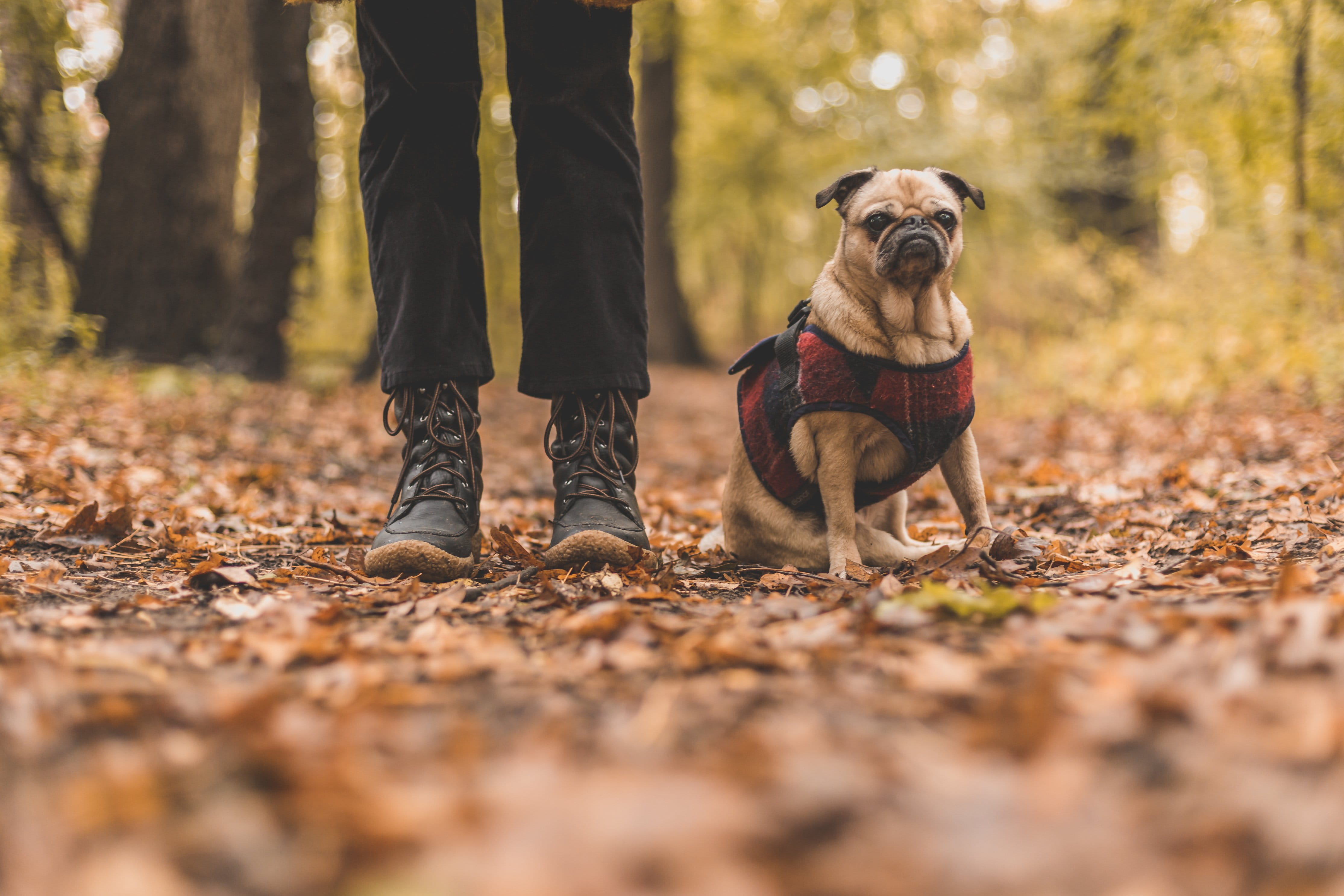 low section, human limb, nature, mammal, people, Seasons, autumn, forest, one animal, domestic, dog, land, Outdoor, small, domestic animals, canine, purebred dog, HD Wallpaper