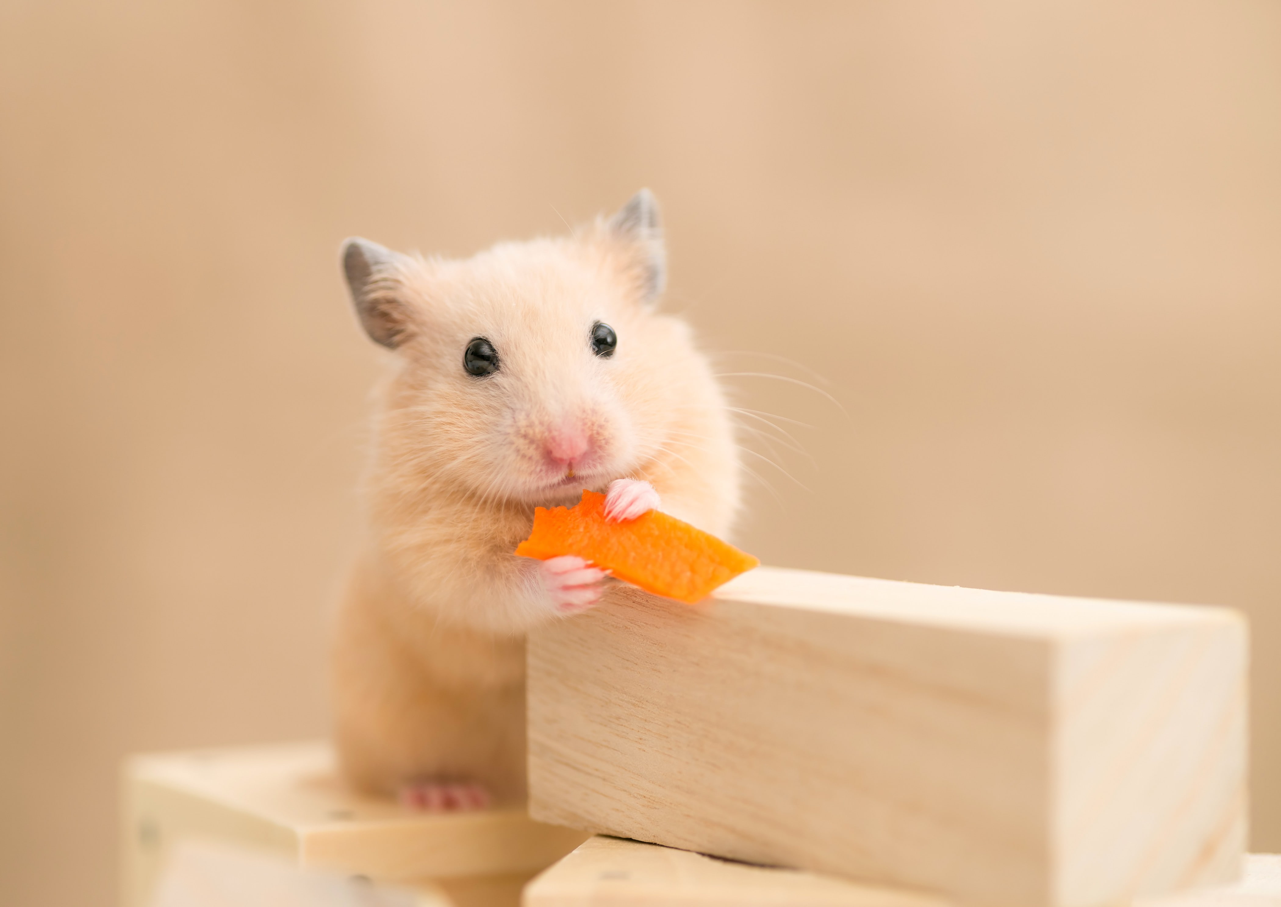 4K, animals, hamster, HD Wallpaper