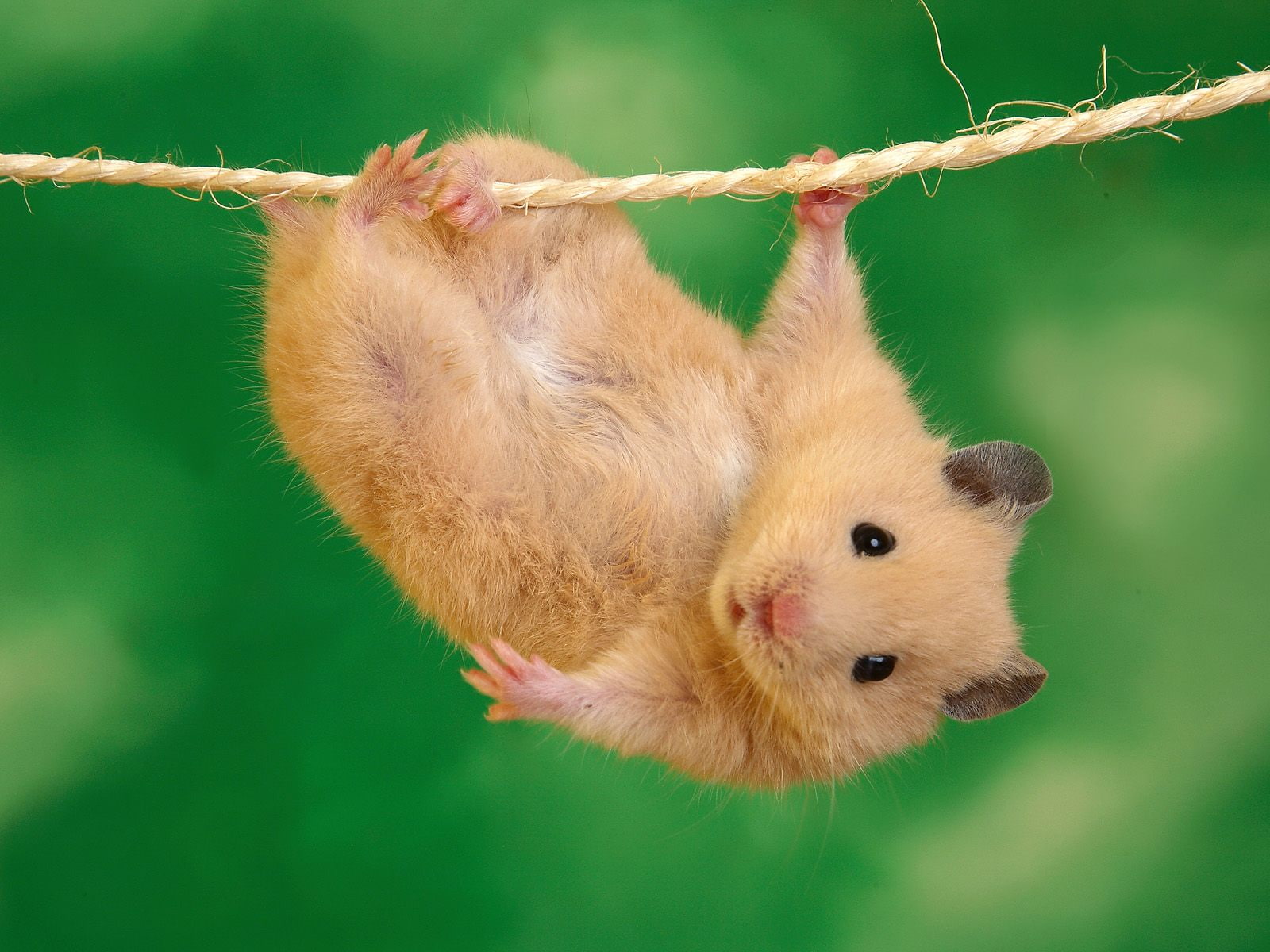mice, brown, climb, wire, 720P, hamster, animals, HD Wallpaper