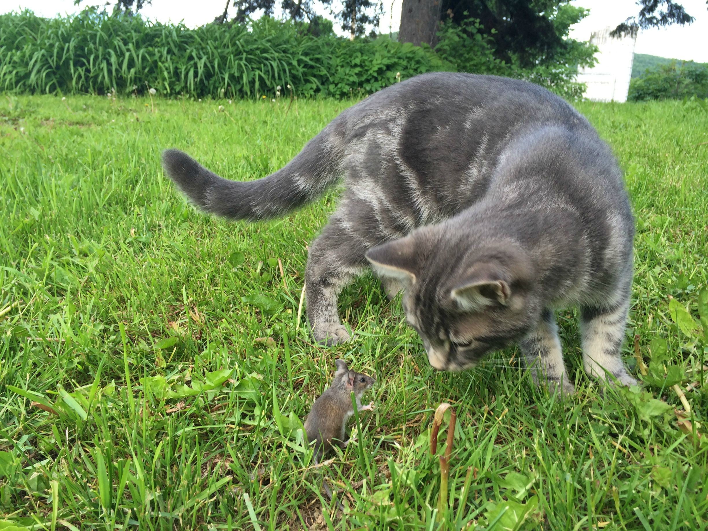 grass, bullseye, pets, animal, no people, nature, feline, land, domestic, one animal, mice, gray, domestic cat, cat, day, growth, domestic animals, vertebrate, HD Wallpaper