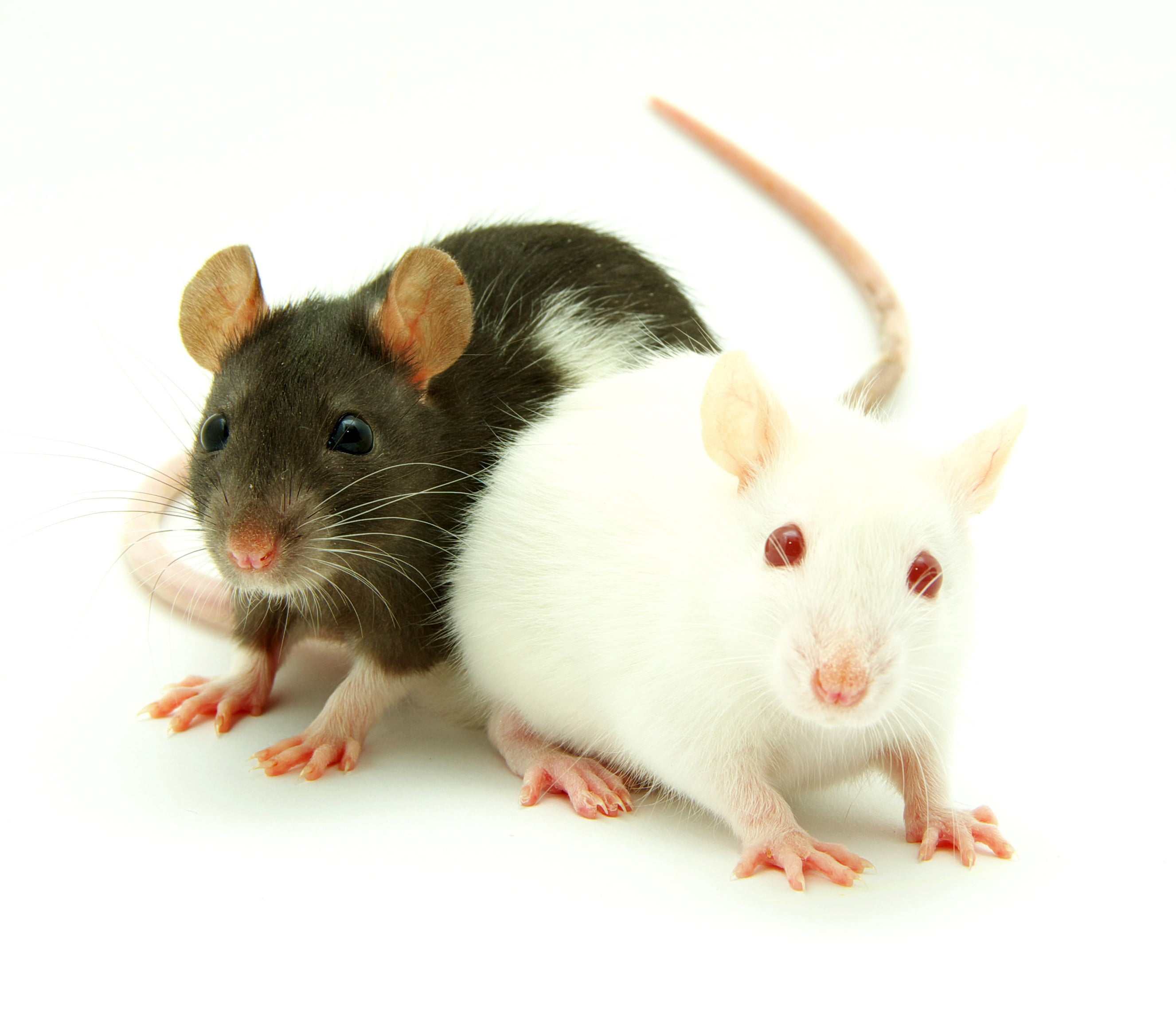 vertebrate, small, domestic animals, pig, pets, hamster, white background, studio shot, mice, indoors, animal themes, animal wildlife, mammal, no people, HD Wallpaper