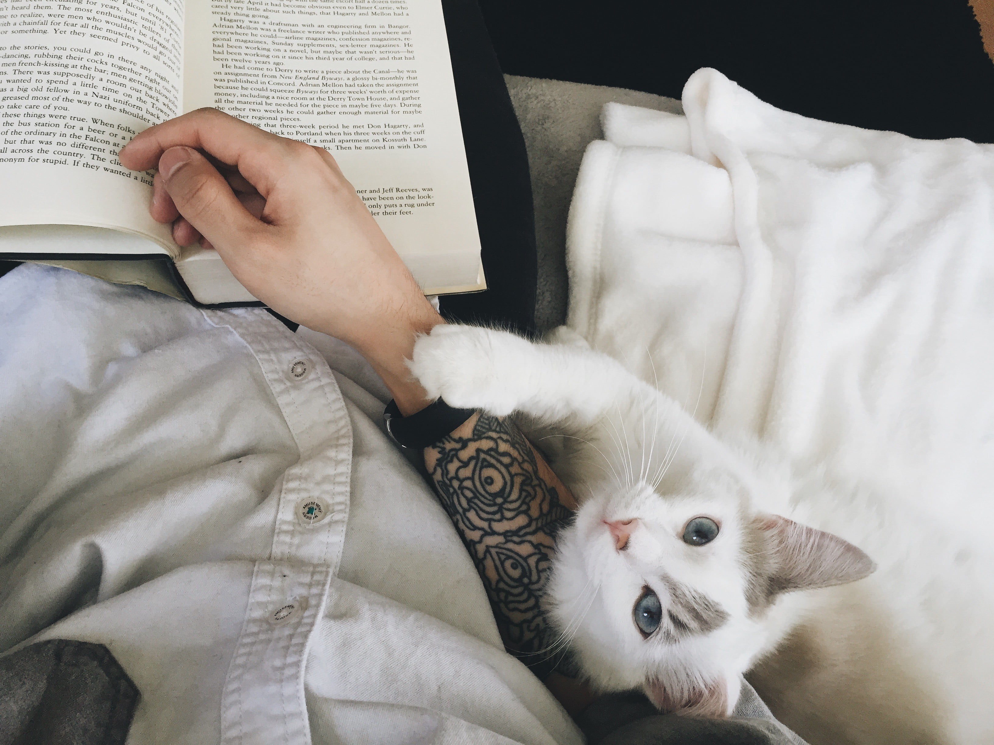 one person, hands, domestic, 2K, one animal, feline, mammal, midsection, pet owner, pets, animals, lifestyles, domestic cat, high angle view, indoors, HD Wallpaper