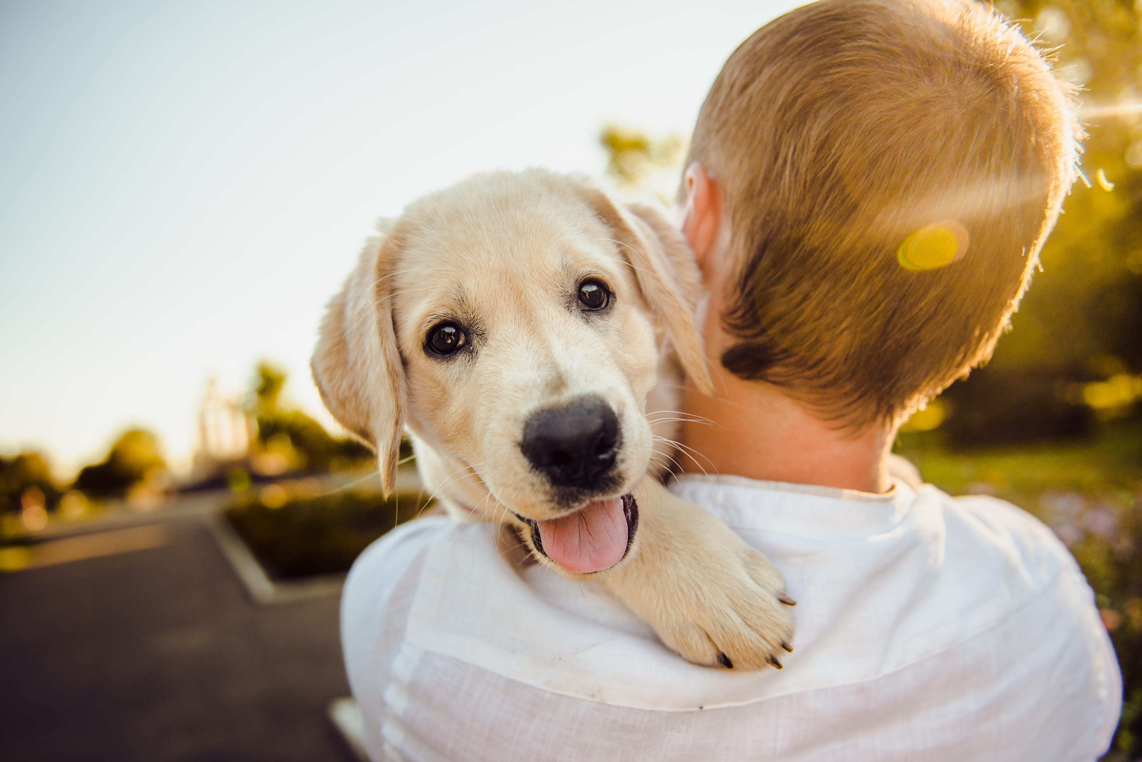 one person, one animal, fun, animal, breed, green, 4K, grass, puppy, view, positive emotion, day, home, sunlight, background, bush, portrait, horizontal, HD Wallpaper