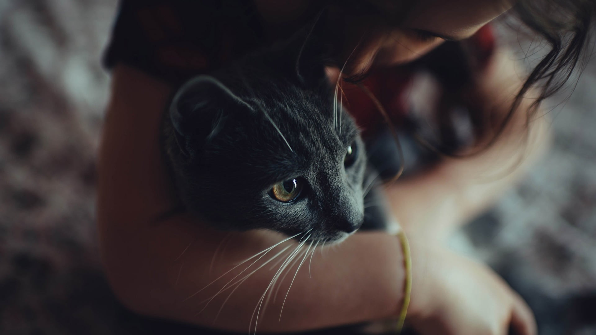 human body part, domestic cat, feline, Black Cat, close-up, women, whisker, care, cat, mammal, filter, one person, animals, focus on foreground, kissing, HD Wallpaper