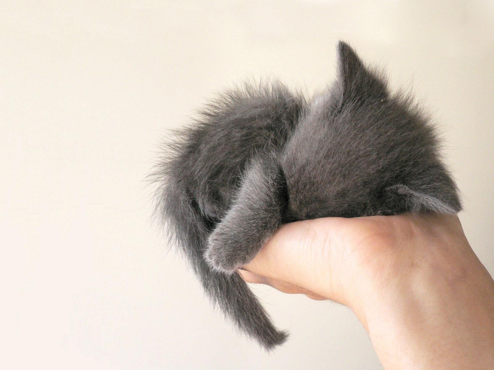 close-up, human hand, domestic, domestic cat, finger, softness, body part, studio shot, feline, pet owner, domestic animals, one person, mammal, kitten, HD Wallpaper