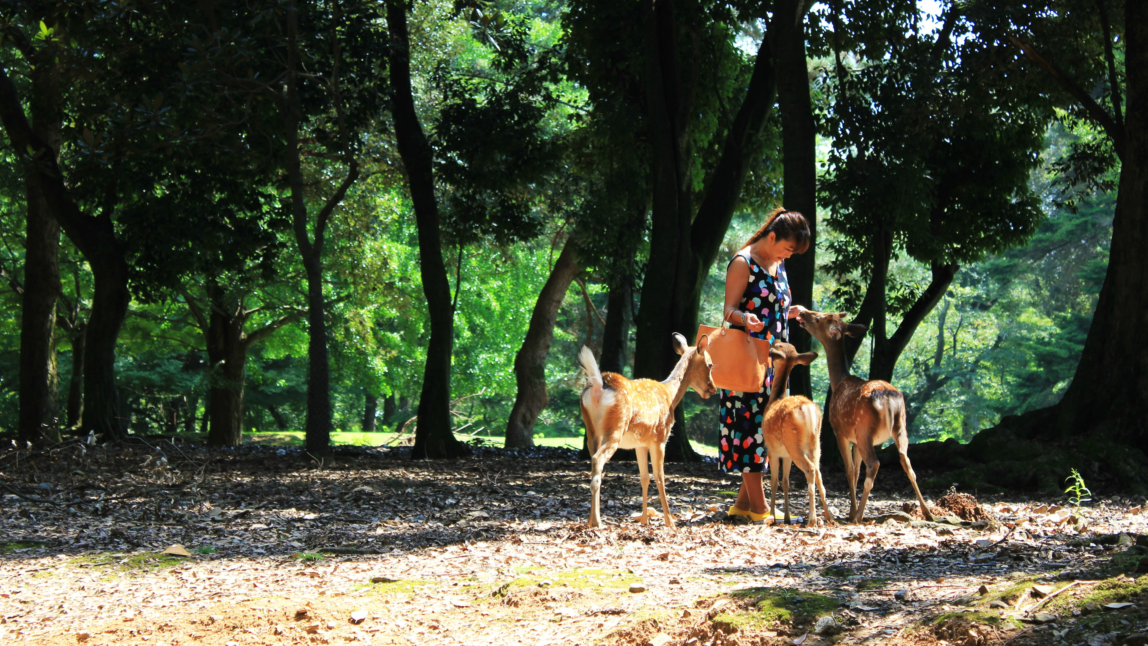 trees, real people, deer, domestic, domestic animals, pet owner, woodland, full length, women, tree trunk, Asian, animal themes, vertebrate, one person, HD Wallpaper
