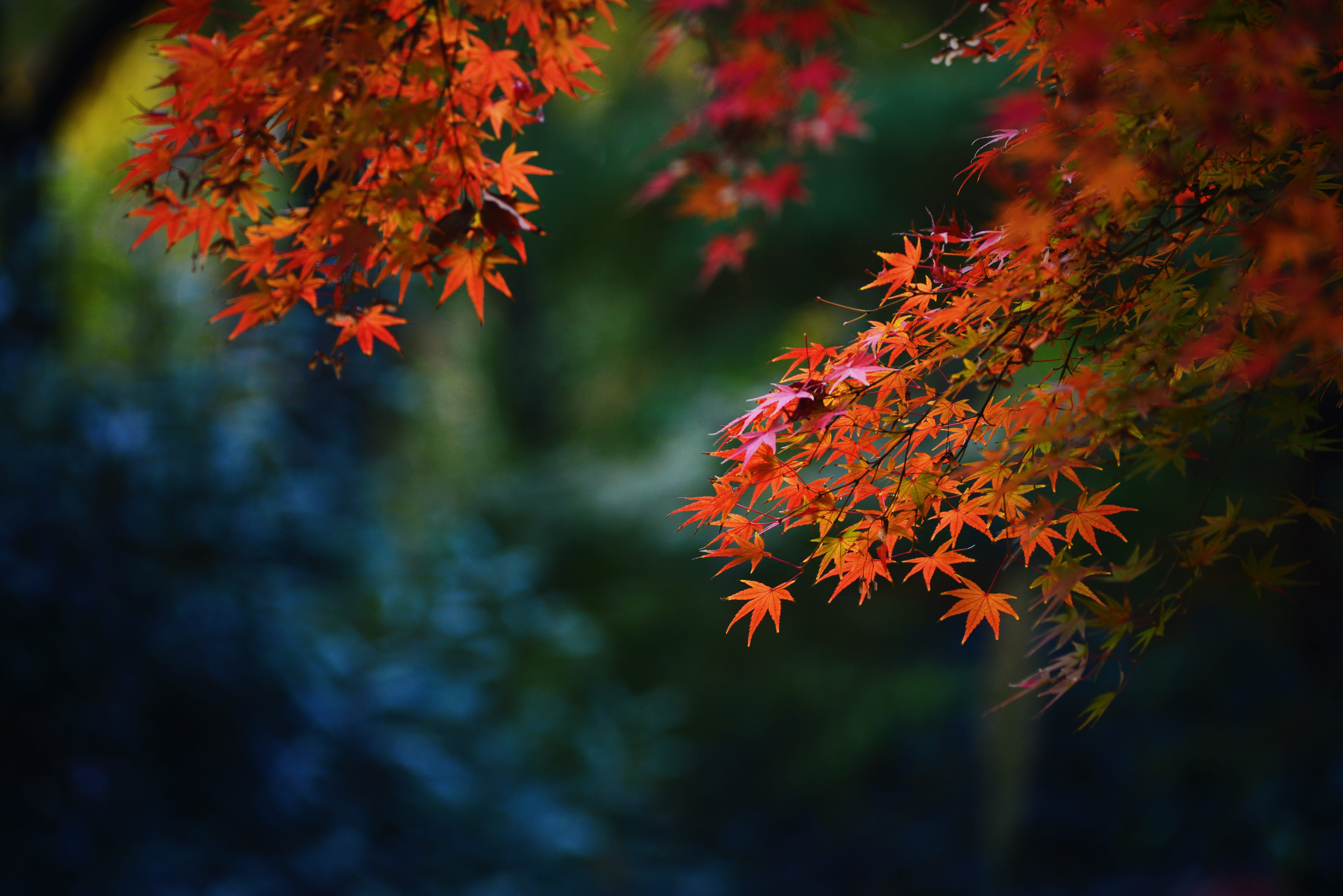 purple, no people, beauty in nature, 5K, maple, maple leaf, focus on foreground, fence, branch, change, autumn collection, orange color, jar, petal, leaf, HD Wallpaper