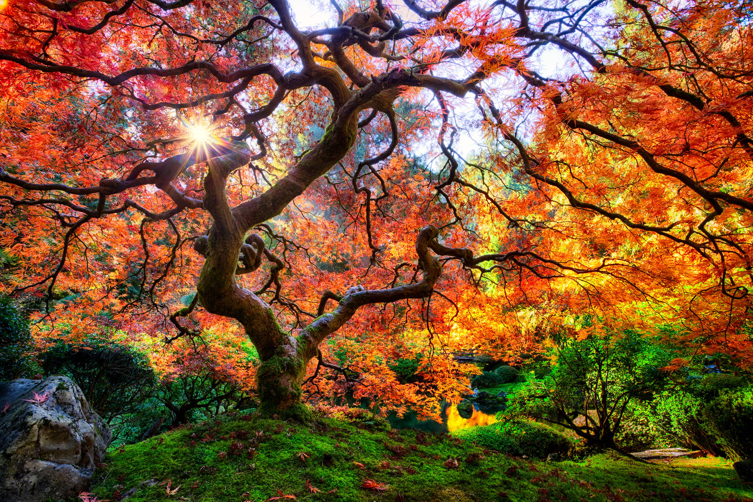matti, landscape, fall, amazing, Tree, colorful, outdoors, season, multi Colored, leaf, oregon, curvy, colors, nature, portland  japanese  garden, wide  angle, HD Wallpaper
