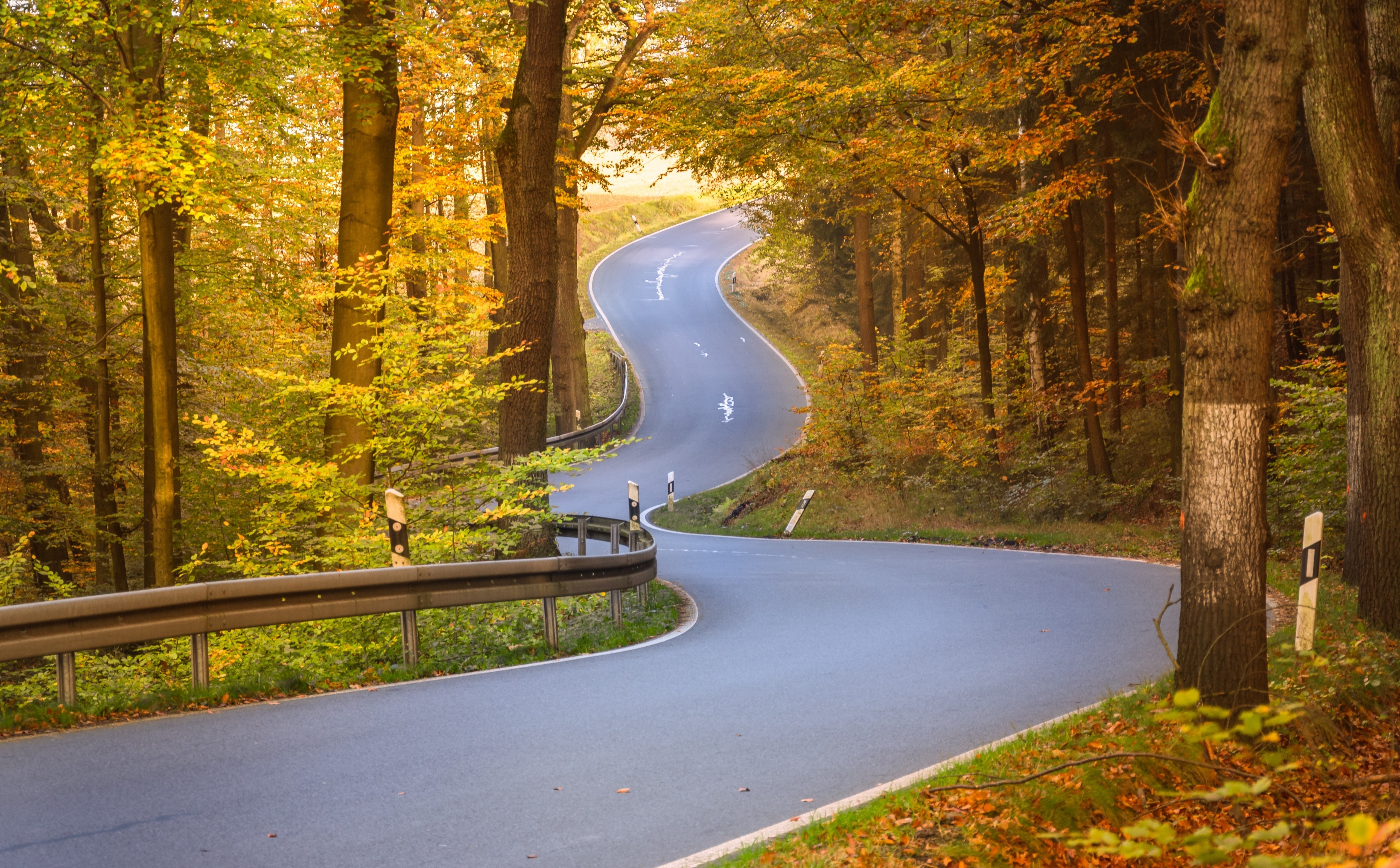 tranquility, Photo, outdoors, tree, gray, foliage, land, Autumn, 5K, growth, Curves, direction, no people, serpentroad, autumncolors, Road, beauty in nature, HD Wallpaper