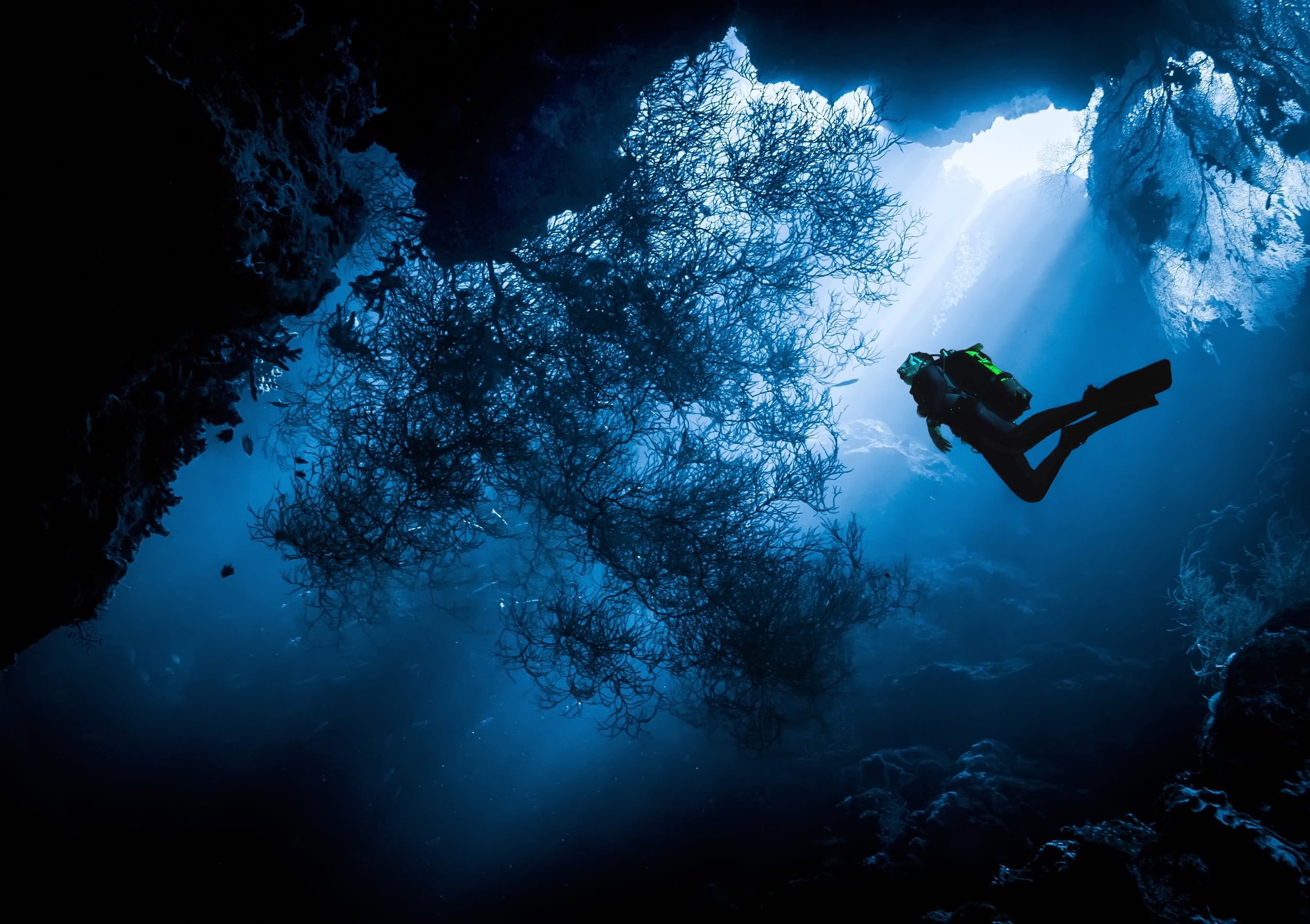diving, outdoors, leisure activity, vacations, underwater, digital, lifestyles, real people, sea, the ocean, diver, undersea, people, nature, HD Wallpaper
