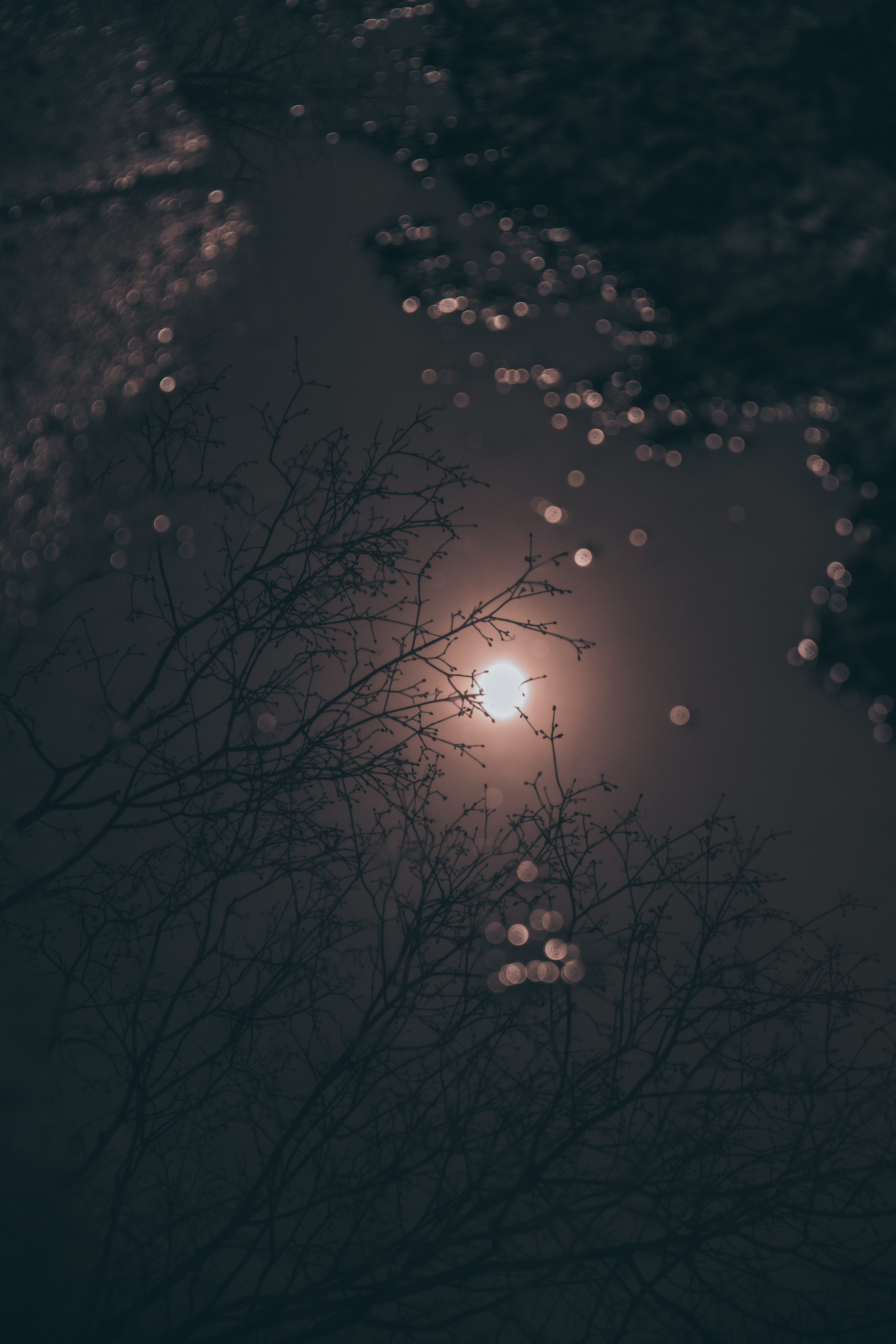 no people, scenics - nature, landscape, cloud - sky, tranquility, rain, afterrain, sunset, silhouette, sun, moon, astronomy, tranquil scene, branch, universe, Phone HD Wallpaper