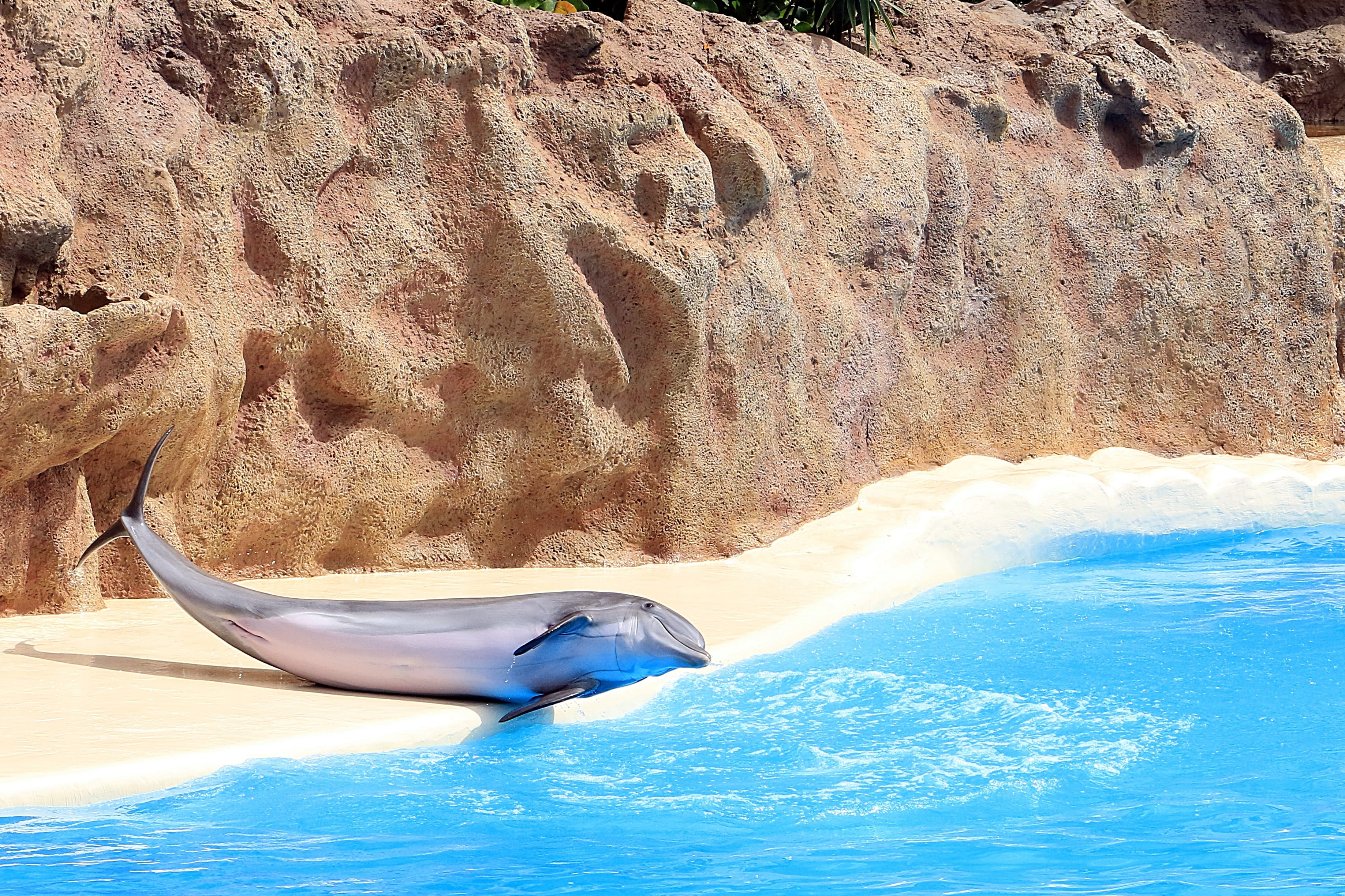 wet, rock formation, Fins, Dolphinarium, mammal, pool, solid, transportation, 2K, tranquility, summer, swimming pool, no people, water, nature, Delfin, HD Wallpaper