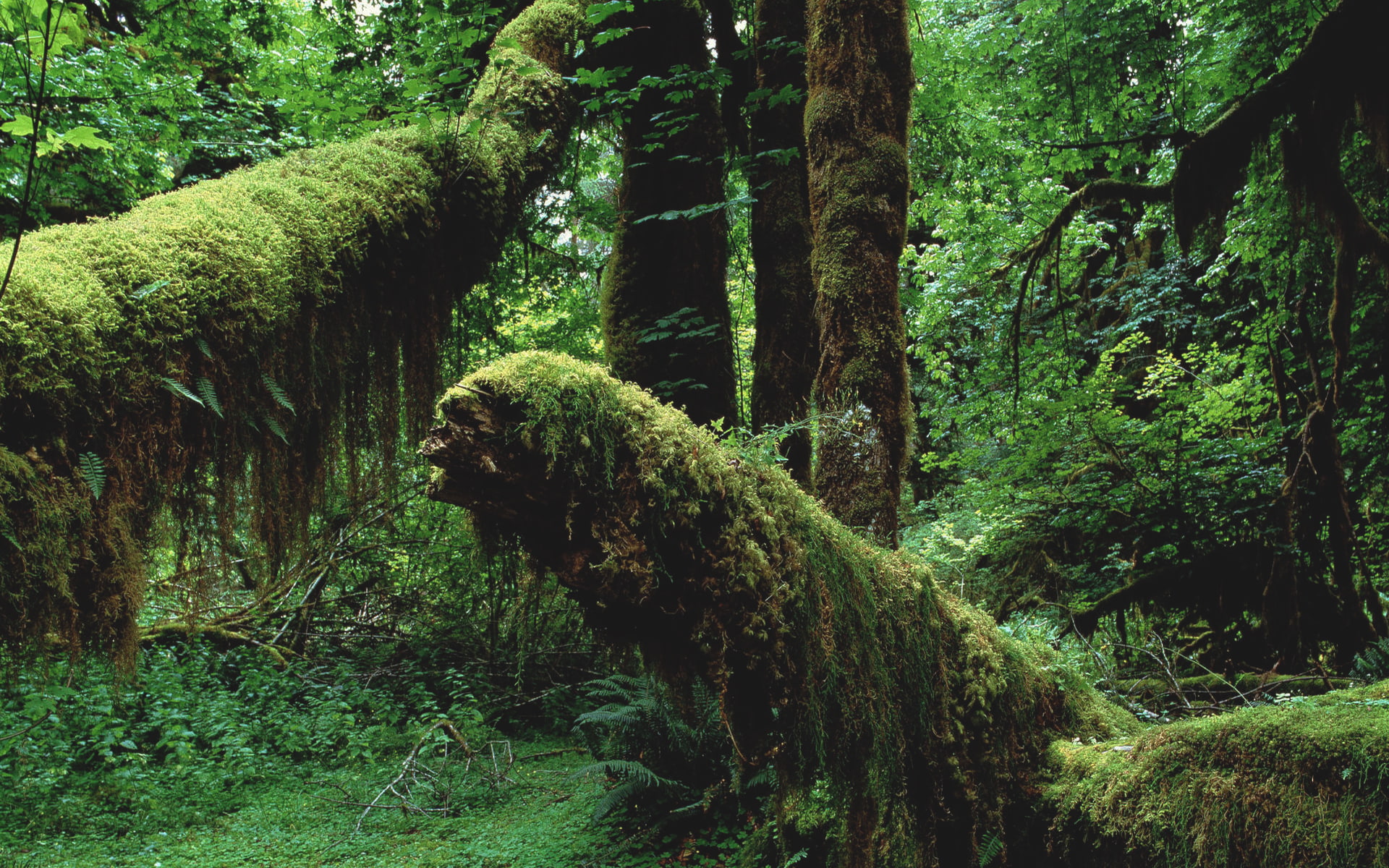 hd, jungle, green, 1080P, forest, nature, trees, HD Wallpaper