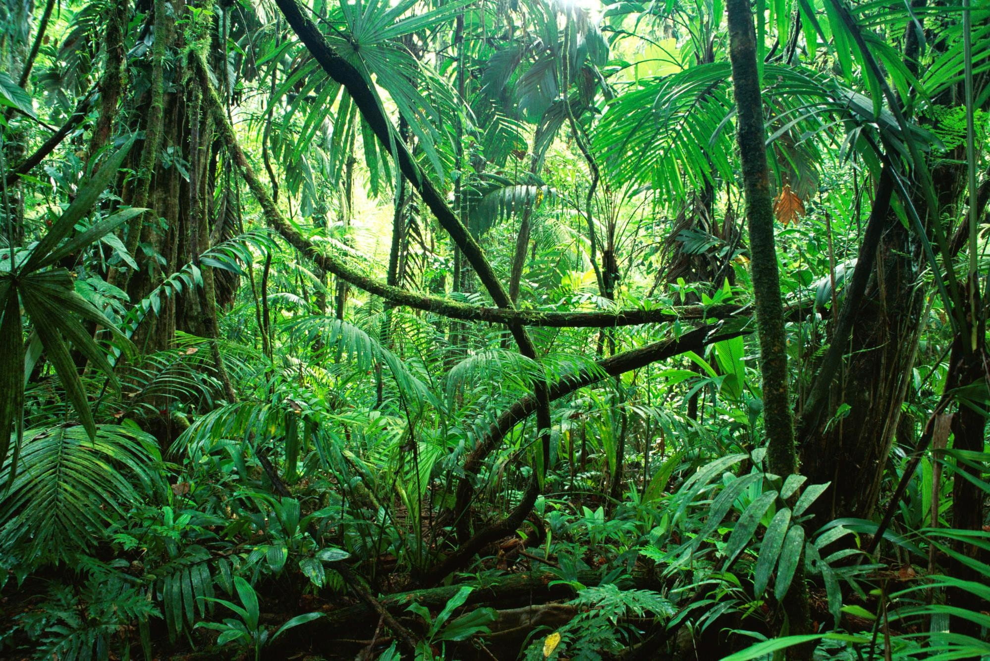 plant part, growth, tropical rainforest, plants, plant, tranquil scene, non-urban scene, forest, green, landscape, nature, no people, beauty in nature, HD Wallpaper