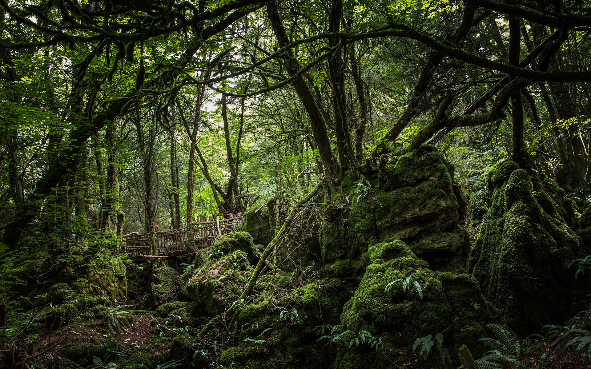 moss, trees, jungle, hd, 1080P, green, forest, nature, HD Wallpaper