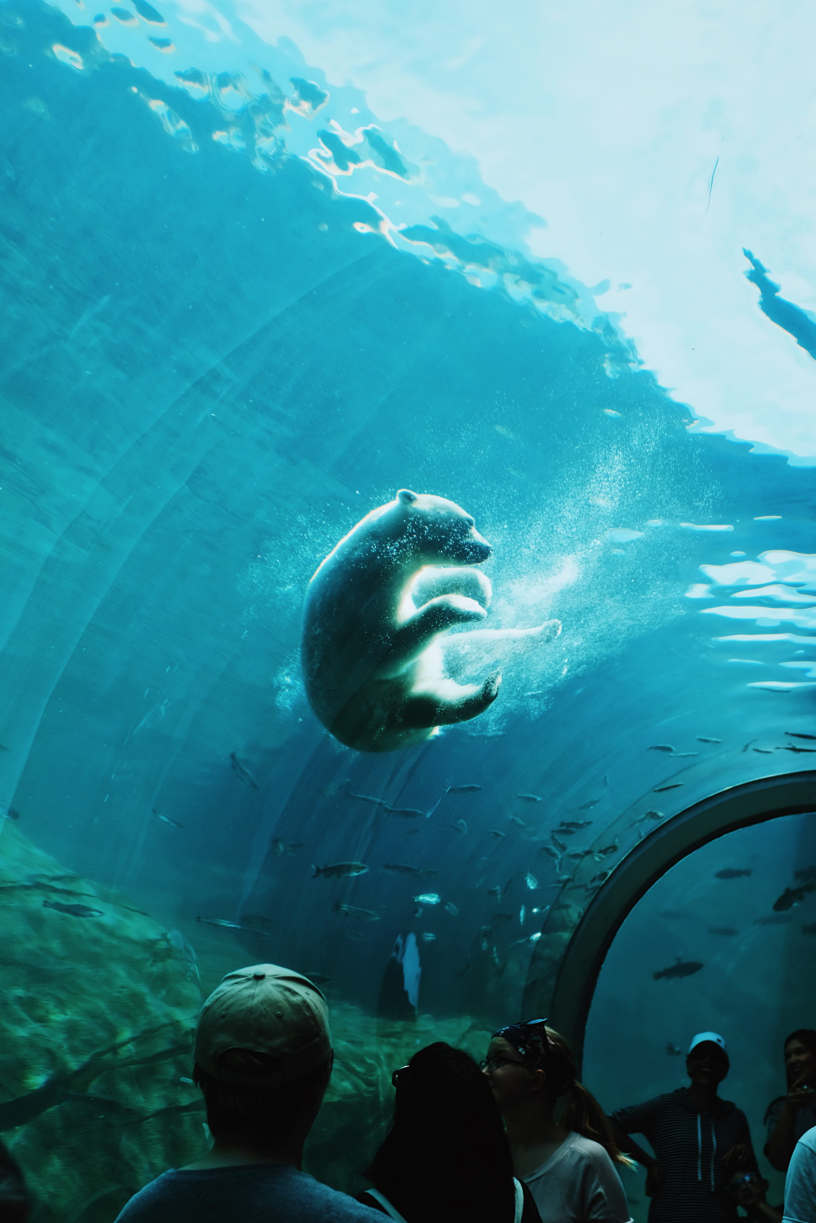 animal swimming, columbus zoo, fun, zoo, undersea, polar, aquarium, polar bear, marine, park, white bear, 4K, tank, water, animals in captivity, outdoors, Phone HD Wallpaper