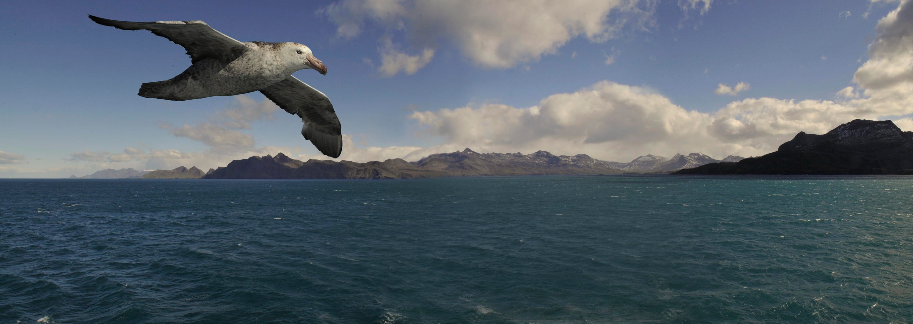 animal themes, ocean, jumping, mid-air, one animal, full length, cloud - sky, antarctica, outdoors, marine, waters, flying, lake, island, sky, water, animals in the wild, HD Wallpaper