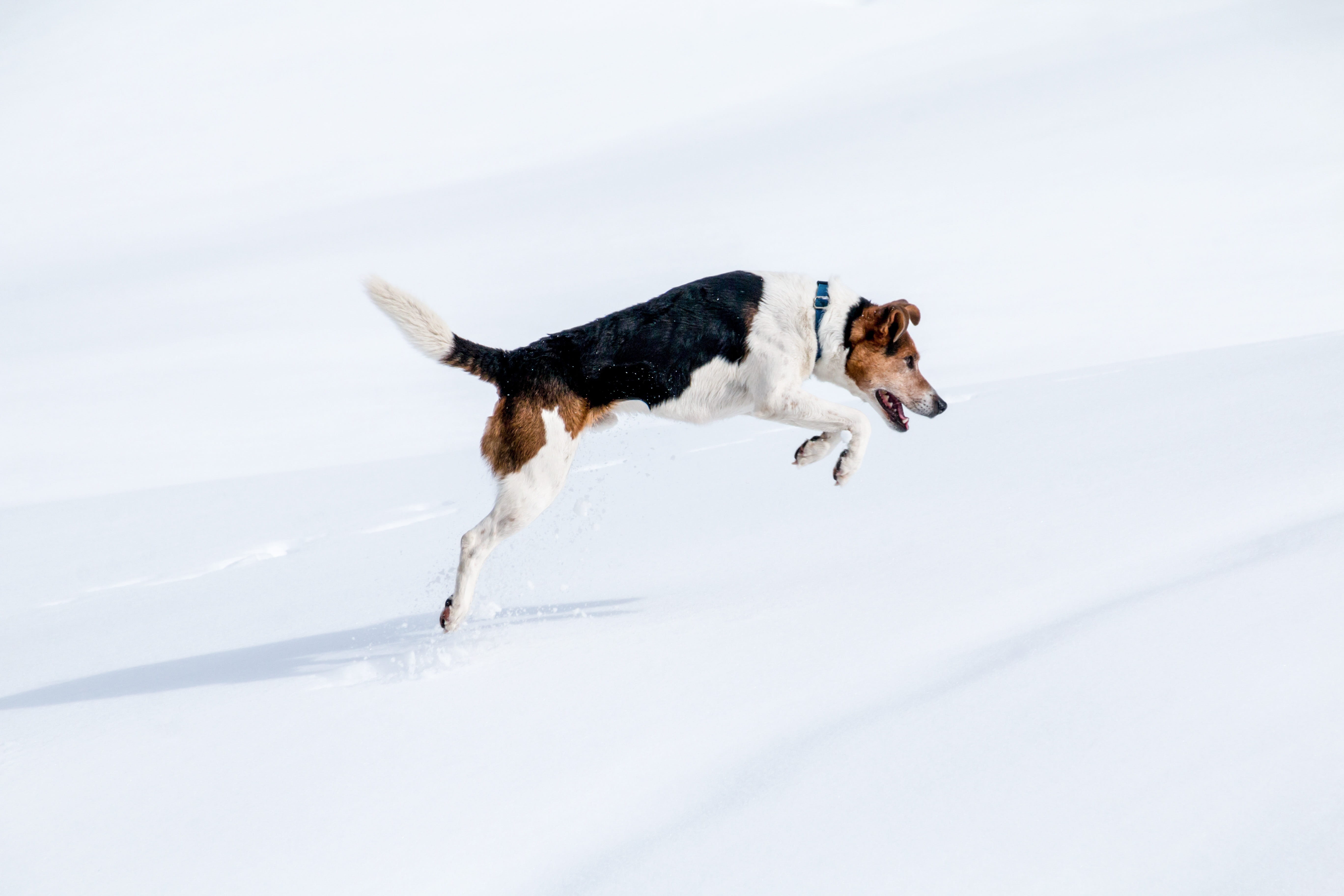 motion recording, jump, border collie, russell, plunge, domestic, jack russel parson, canine, running, dog, mouse, parson, ground, on the move, playful, HD Wallpaper