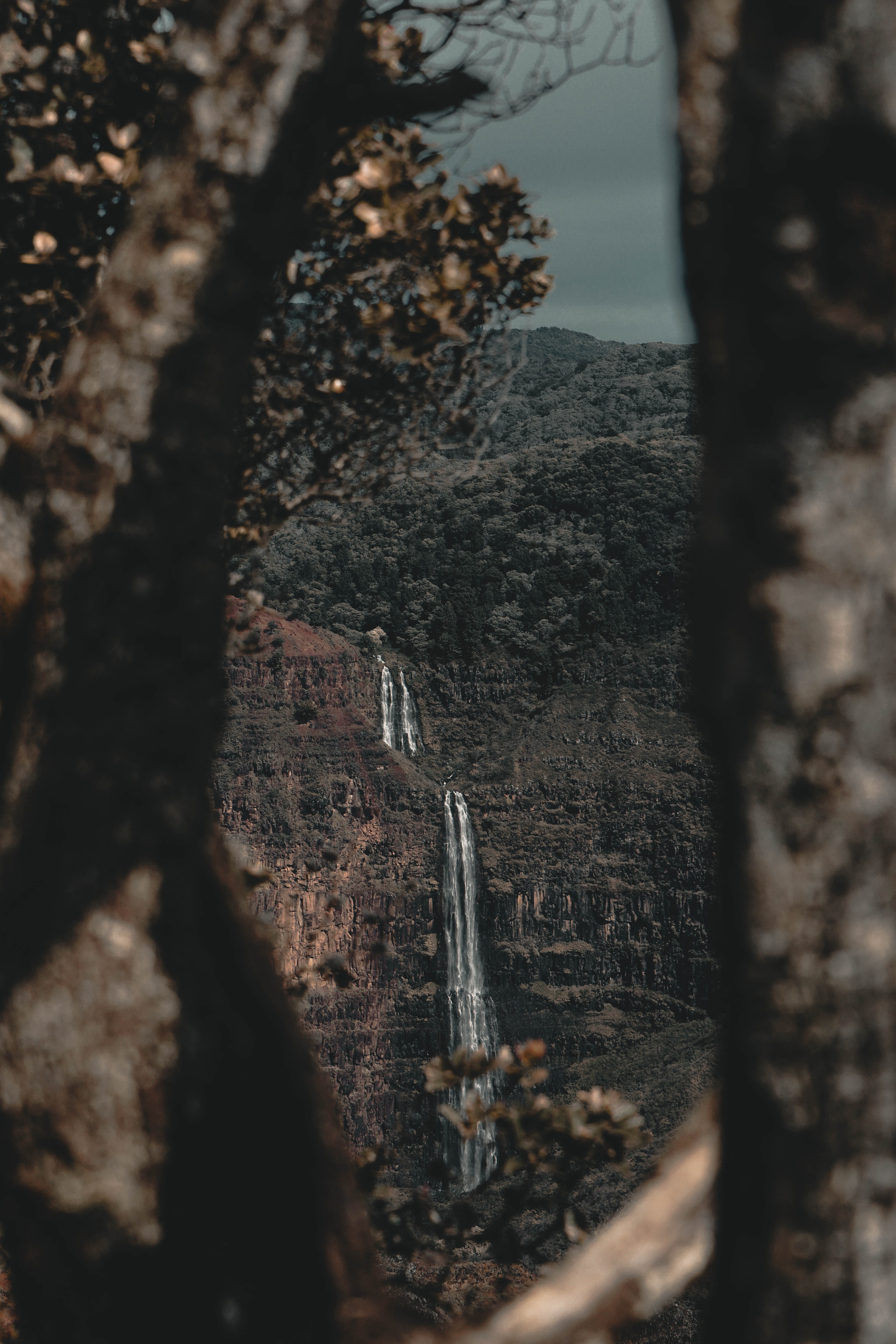close-up, no people, ice, plateau, rough, winter, tree, abies, focus on foreground, bark, weathered, vegetation, plunge, trunk, tranquility, tree trunk, Phone HD Wallpaper