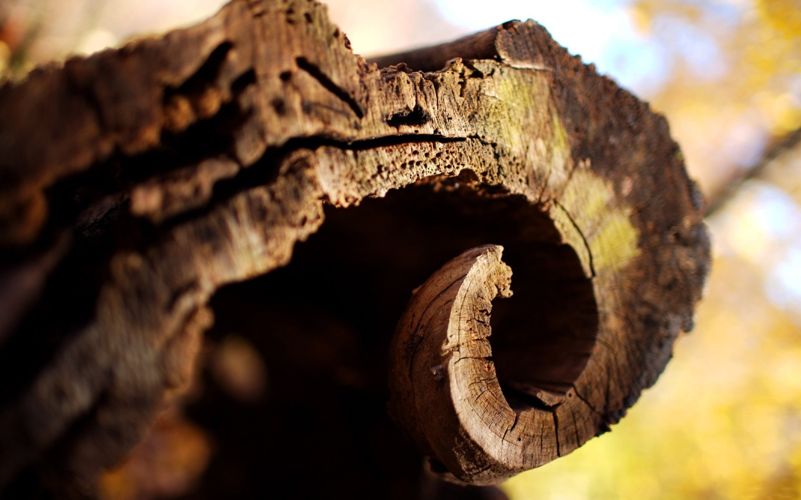 brown, hd, 2K, wood, macro, curl, nature, log, HD Wallpaper