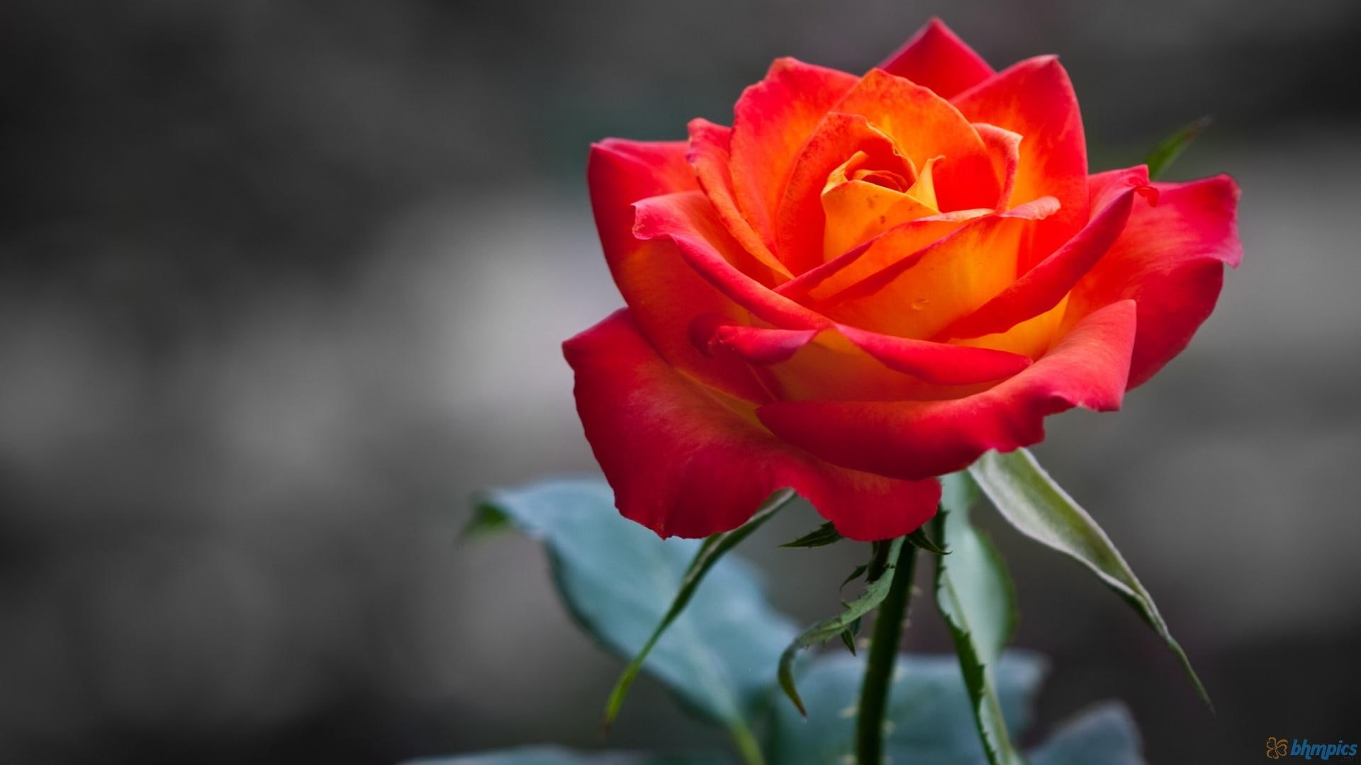 red, 1080P, beautiful, roses, nature, rose, nature and landscapes, flowers, orange, HD Wallpaper