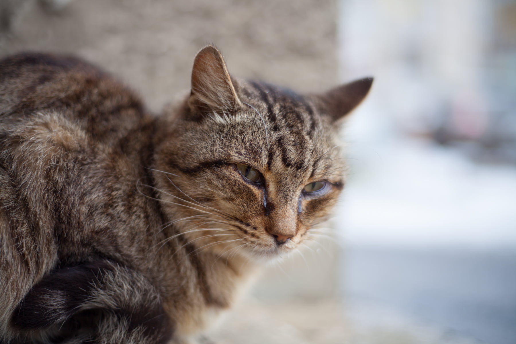 MG, Siberia, Russia, silver tabby, 720P, test, fur, animal, mammal, selective focus, domestic Cat, bokeh, cat, domestic Animals, selective, silver, pets, HD Wallpaper