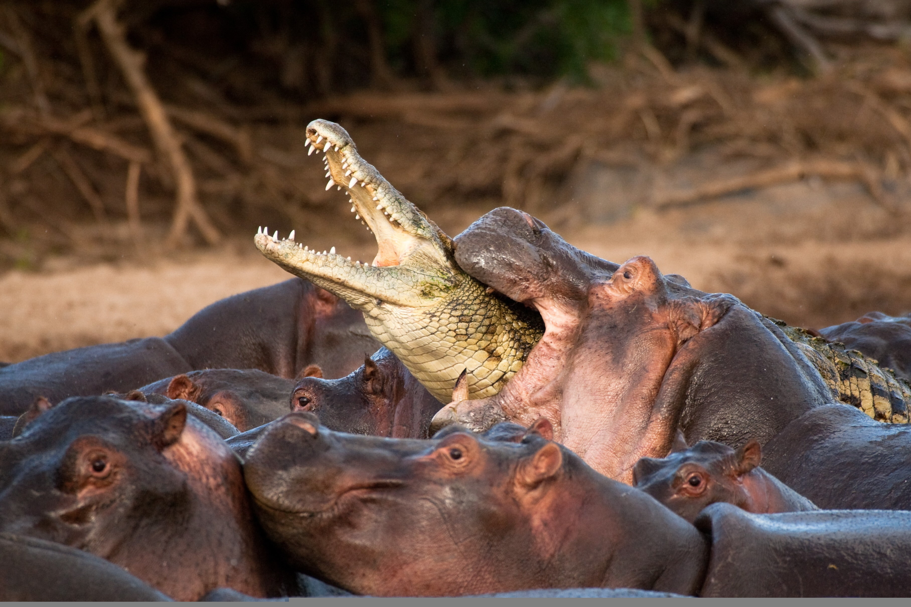 the herd, doom, the hopelessness, Hippos, 2K, the victim, attack, crocodile, capture, HD Wallpaper