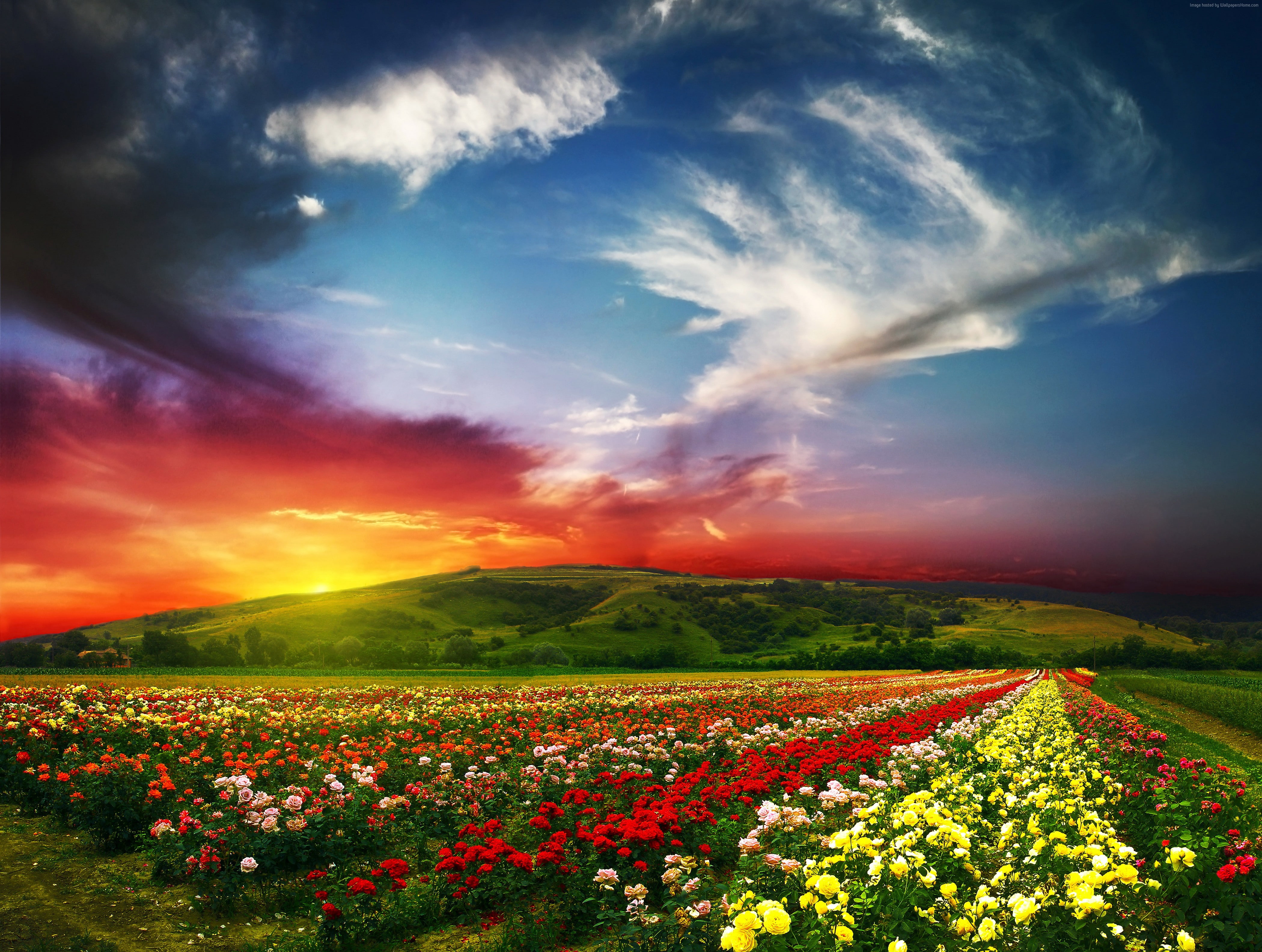 field, Valley of Flowers, 4k, clouds, roses, sky, plant, sunset, no people, outdoors, flowering plant, India, 5k, flowerbed, agriculture, beauty in nature, HD Wallpaper