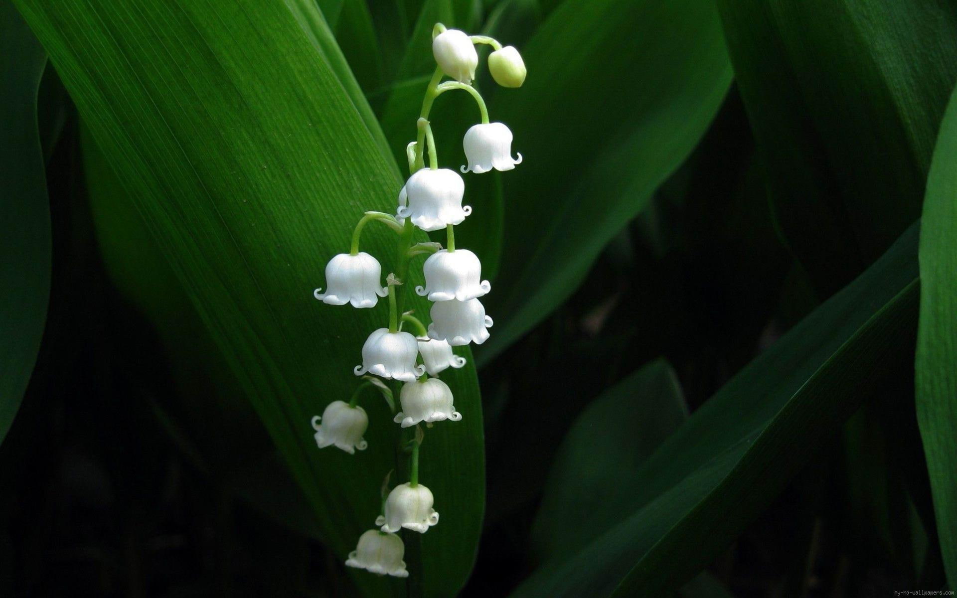 flower, white, nature, lily, mai, 1080P, flowers, valley, HD Wallpaper