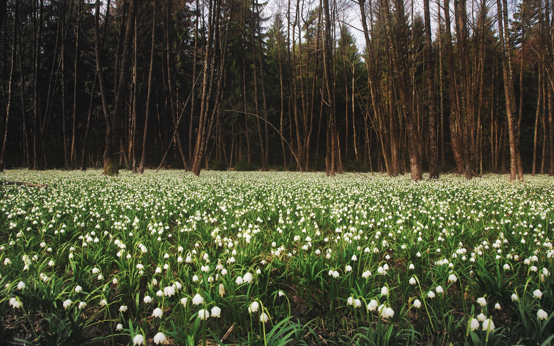 trees, outdoors, scenics, flower Head, scenics - nature, nature, plant, grass, leaf, tranquil scene, white, 1080P, rural Scene, lilies of the valley, summer, HD Wallpaper
