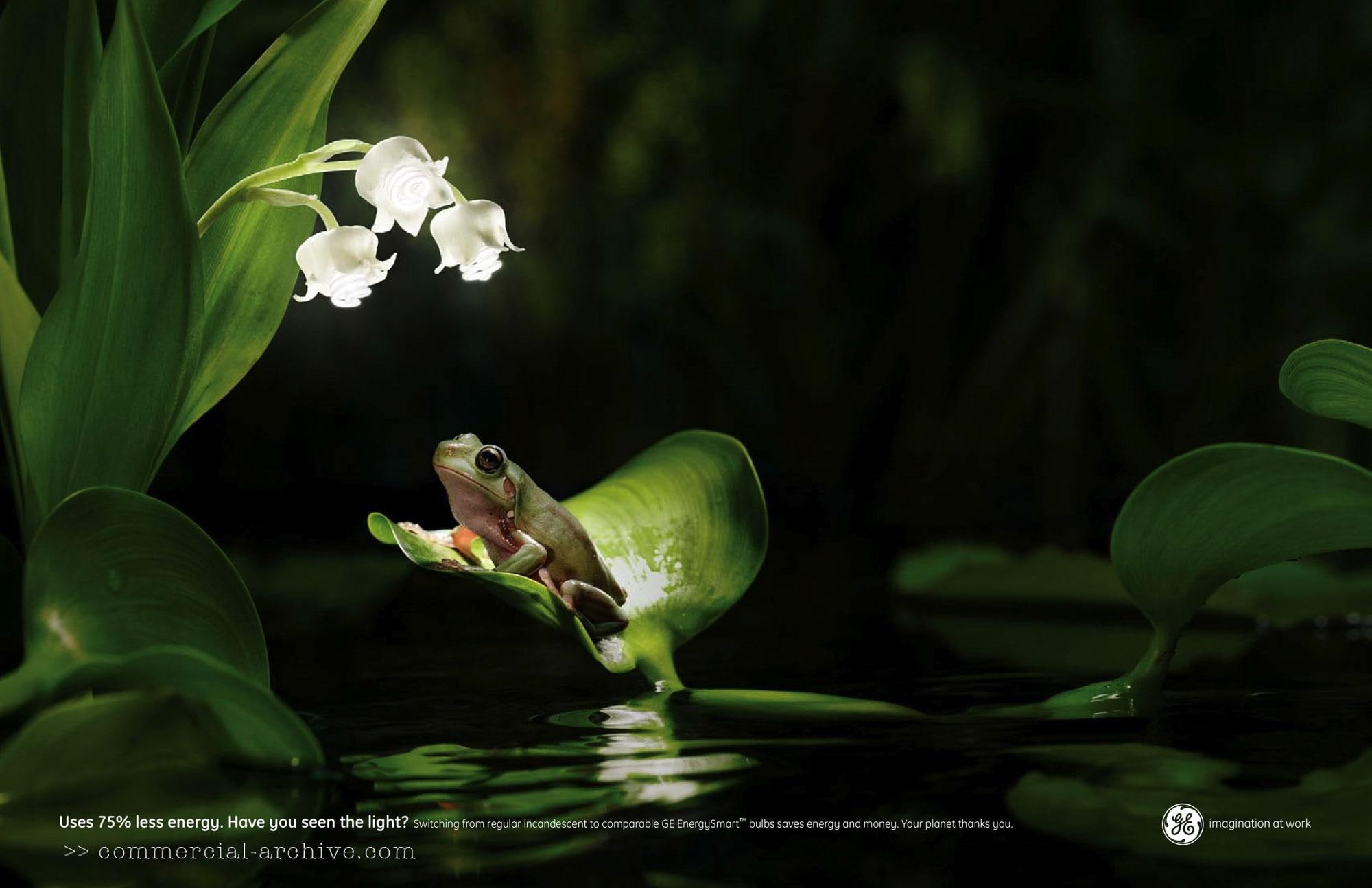 e, frog, eletric, flowers, animals, lily, 1080P, white, valleys, g, lily of valley, HD Wallpaper
