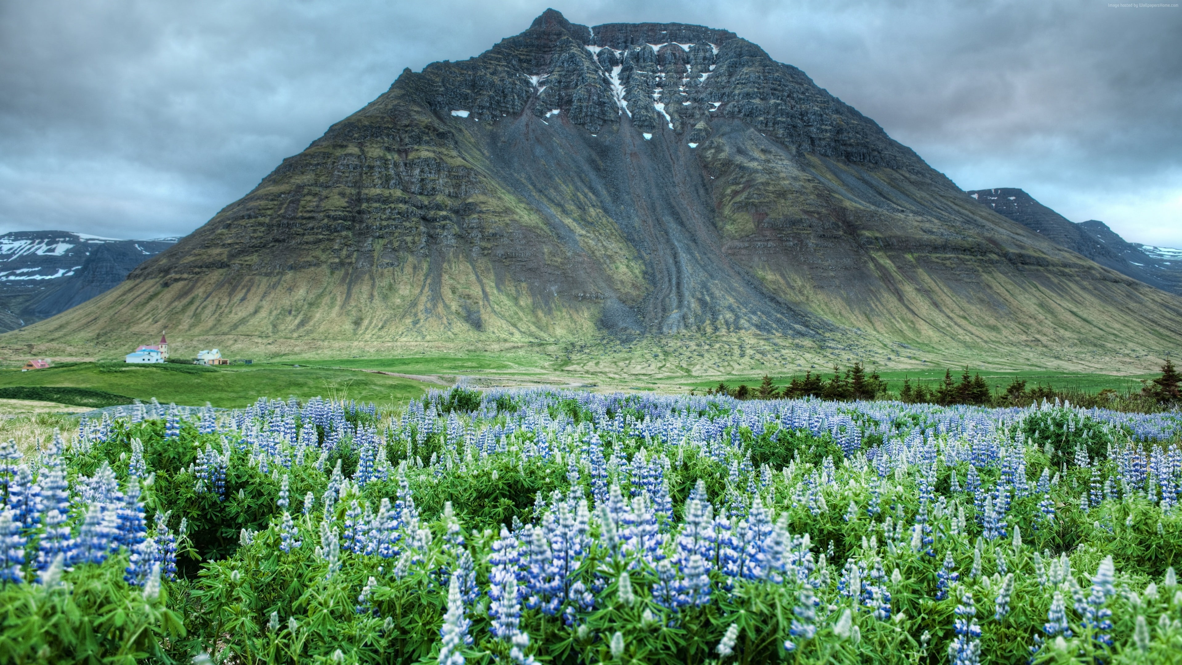 5k, Mountains, wildflowers, meadows, Himalayas, 4K, 4k, Valley of Flowers, HD Wallpaper
