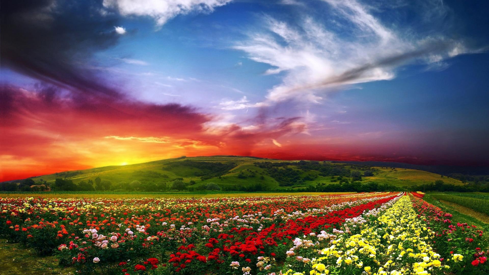 hills, paradise, flowers, 1080P, nature and landscapes, valley, nature, valleys, HD Wallpaper