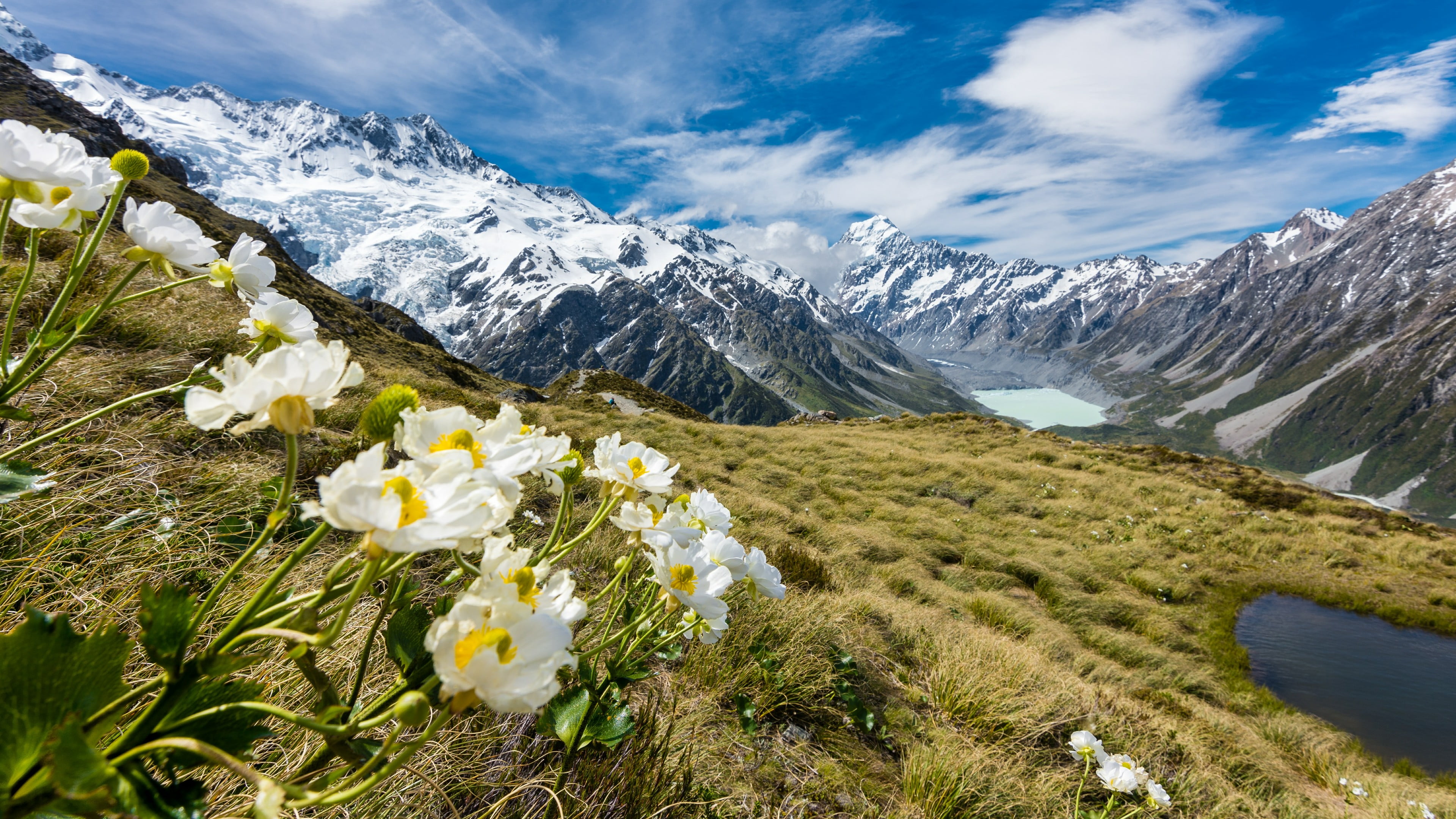 flower, 4K, buttercup, environment, mountainside, buttercups, glacier, blossom, mountain peak, cloud - sky, mountain range, flower head, white color, wilderness, HD Wallpaper