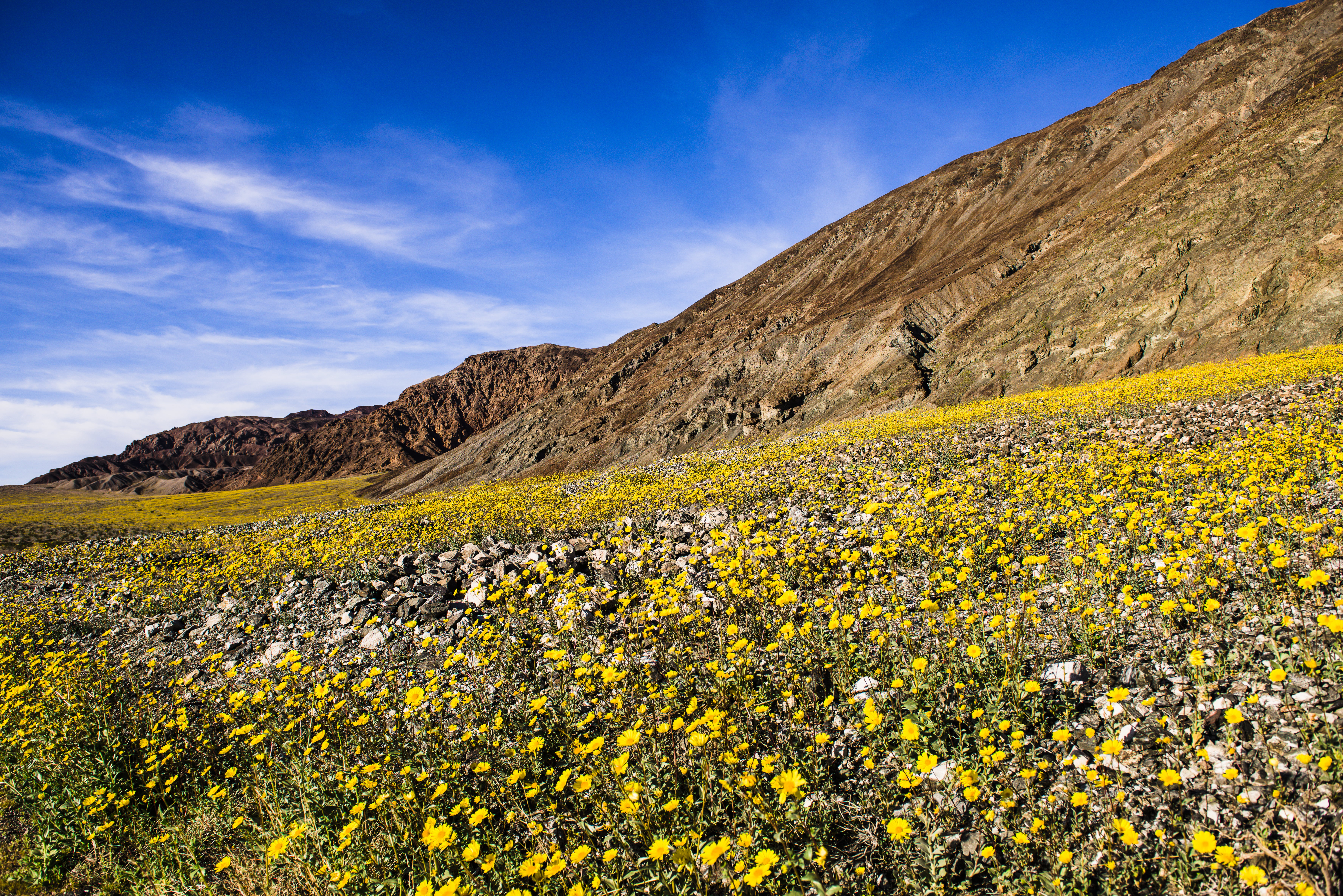 landscape, sky, california, scenery, hillside, carpet, desert  national park, death valley, nature, lightroom, wildflower, flowers, Bloom, wildflowers, HD Wallpaper