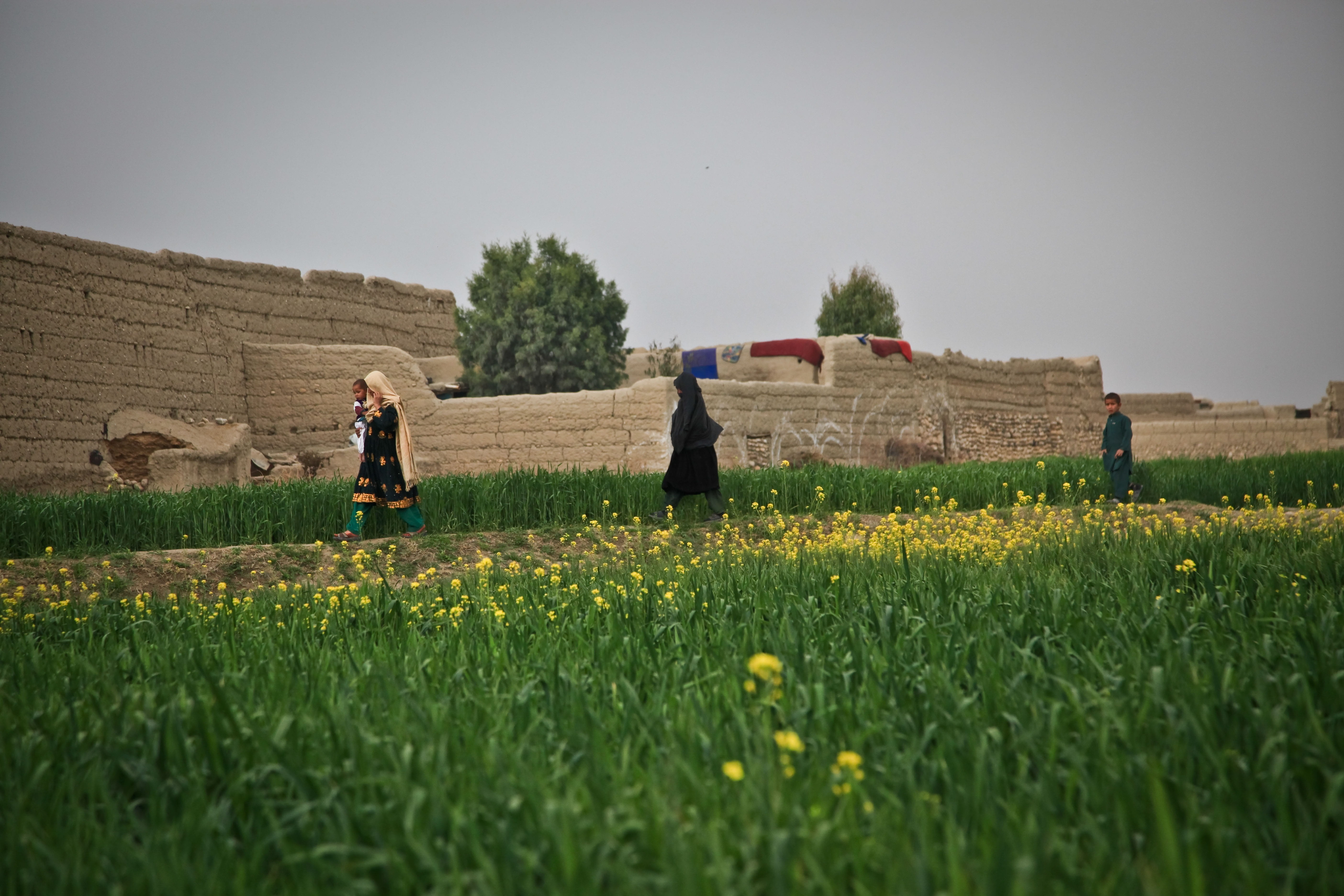 grass, people, 5K, farm, two people, rural scene, woman, men, adult, crop, landscape, outdoors, agriculture, environment, village, farmer, flower, field, HD Wallpaper