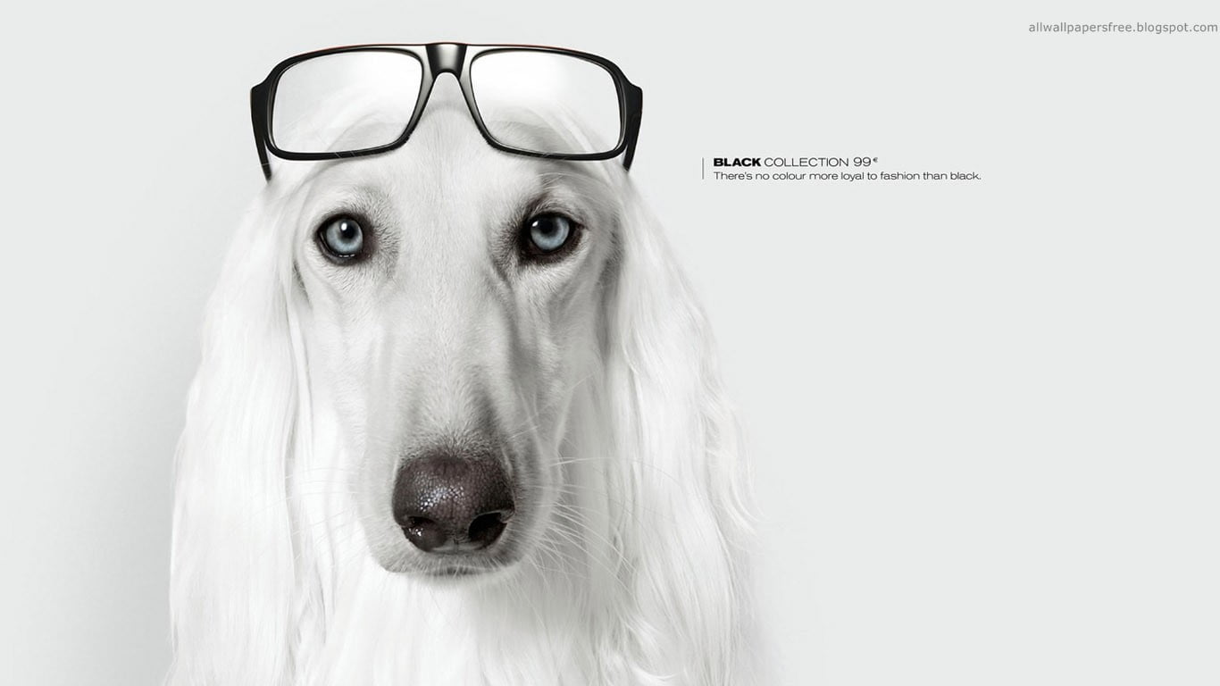 mammal, indoors, afghan, portrait, adult, contemplation, purebred dog, one animal, 720P, eyeglasses, domestic animals, dog, artwork, commercial, hairstyle, HD Wallpaper