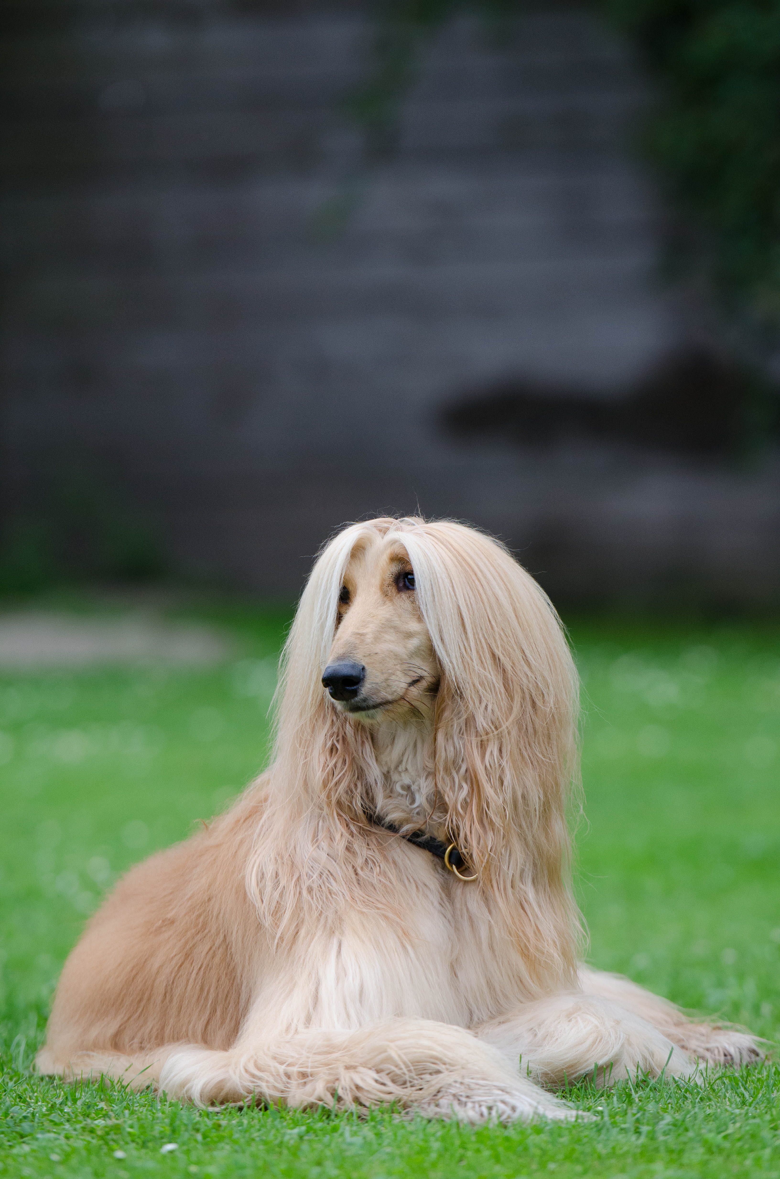 domestic, animal themes, hound, tan, space, animal, land, mammal, canine, grass, domestic animals, hairstyle, cream, dog, fawn, afghan, fur, pets, spout, Phone HD Wallpaper