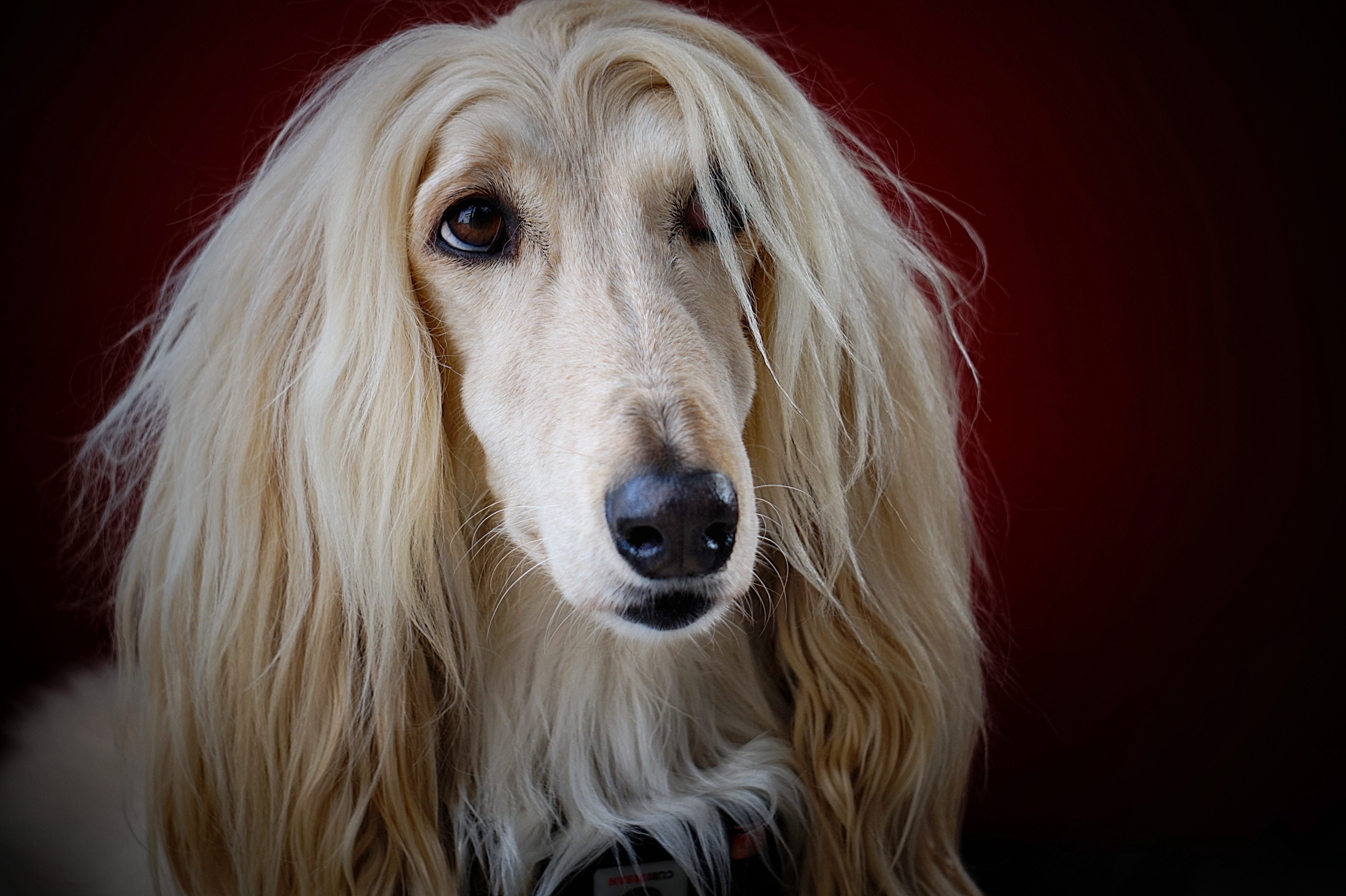 animal hair, white, studio shot, coated, hound, dog, sitting, yellow, afghan, portrait, black background, face, hair, inside, adult, purebred dog, indoors, HD Wallpaper