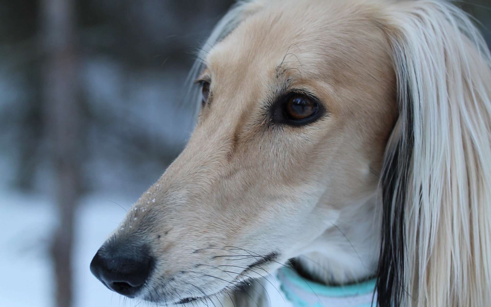 look, 1080P, face, the Afghan hound, HD Wallpaper